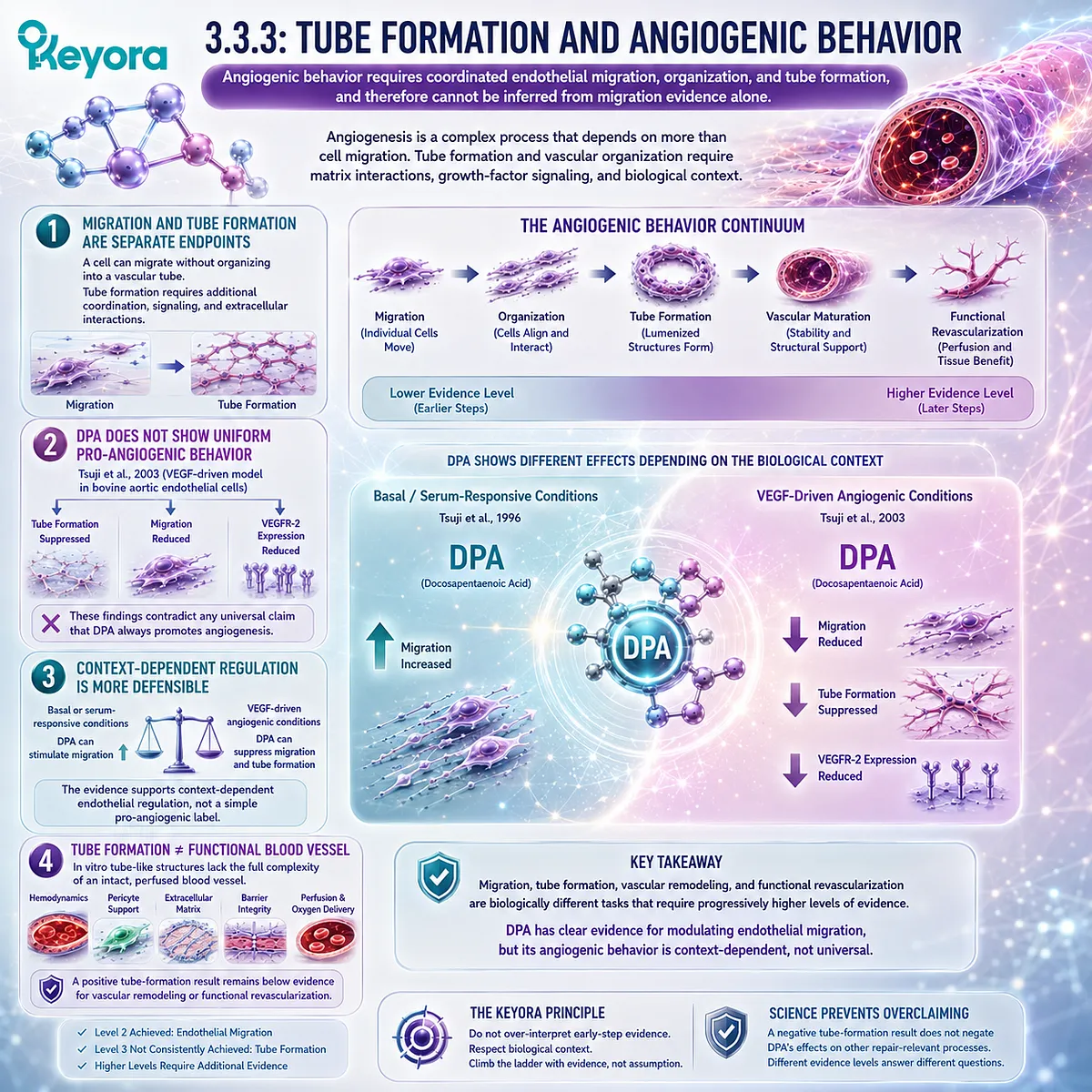DPA shows context-dependent angiogenic behavior through VEGFR-2 signaling, endothelial migration and tube formation in Keyora The Vascular Repair Evidence Ladder. DPA shows context-dependent angiogenic behavior through VEGFR-2 signaling, endothelial migration and tube formation in Keyora The Vascular Repair Evidence Ladder.