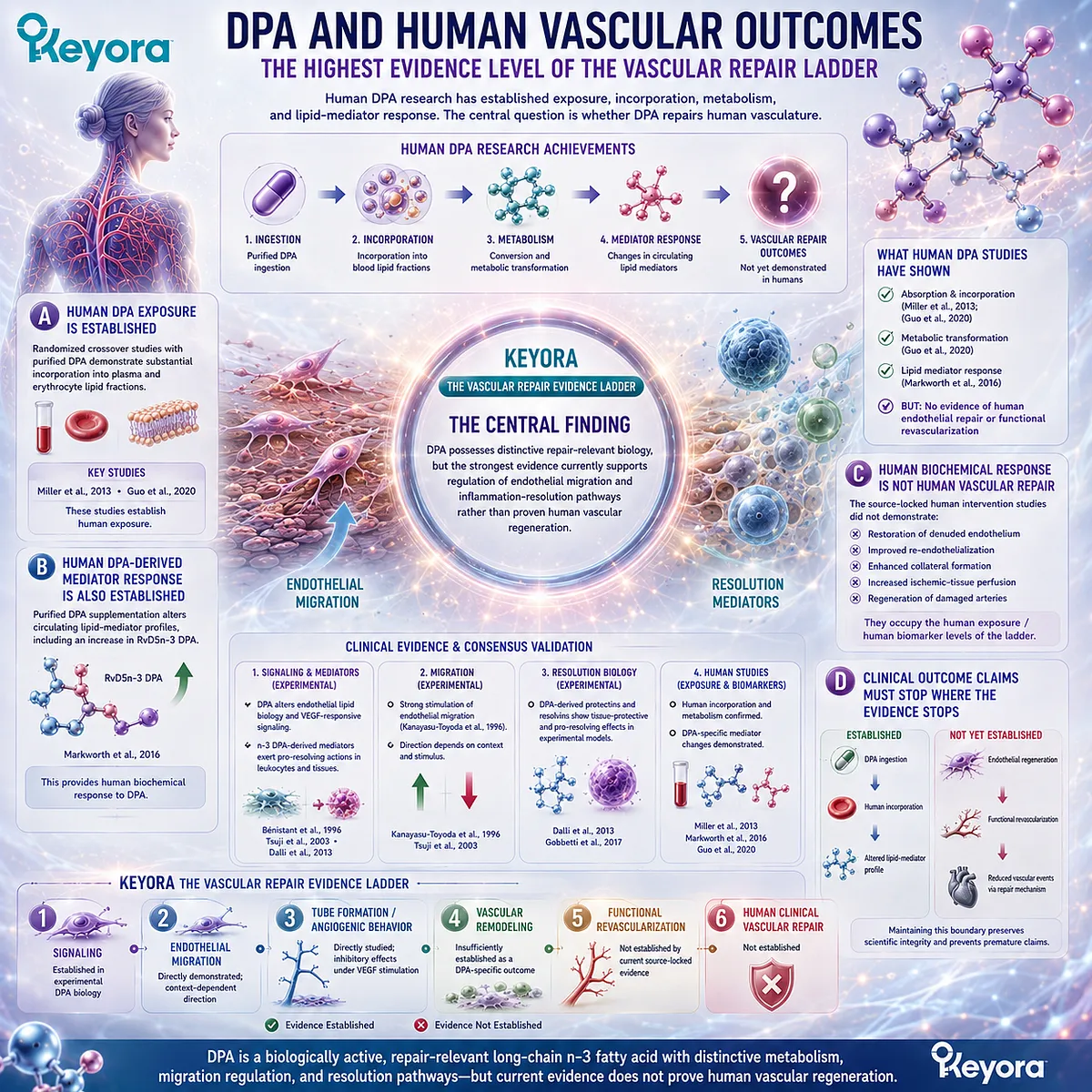 Human DPA supports absorption, incorporation and pro-resolving lipid mediator responses, but not proven vascular regeneration in Keyora The Vascular Repair Evidence Ladder. Human DPA supports absorption, incorporation and pro-resolving lipid mediator responses, but not proven vascular regeneration in Keyora The Vascular Repair Evidence Ladder.