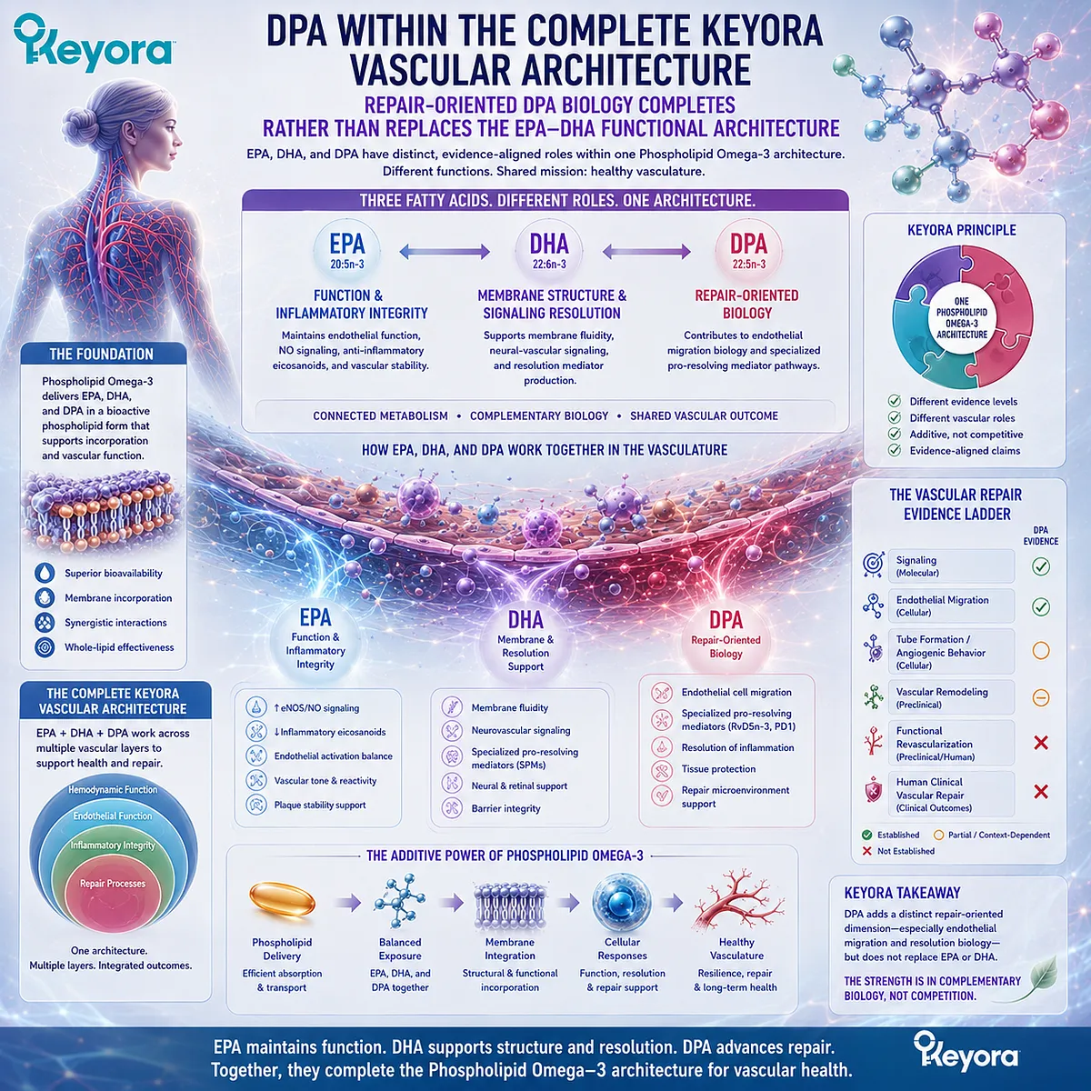 EPA and DHA support endothelial function and inflammatory integrity while DPA adds repair-oriented biology within Keyora’s complete Phospholipid Omega-3 vascular architecture. EPA and DHA support endothelial function and inflammatory integrity while DPA adds repair-oriented biology within Keyora’s complete Phospholipid Omega-3 vascular architecture.