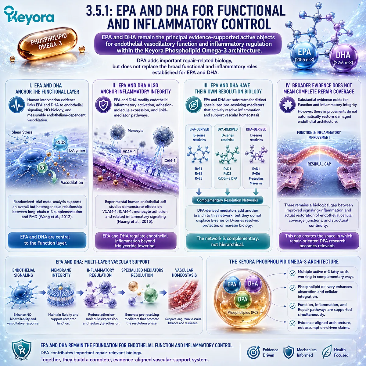 EPA and DHA support endothelial eNOS/NO function and inflammatory balance while DPA adds repair biology within Keyora’s Phospholipid Omega-3 vascular architecture. EPA and DHA support endothelial eNOS/NO function and inflammatory balance while DPA adds repair biology within Keyora’s Phospholipid Omega-3 vascular architecture.