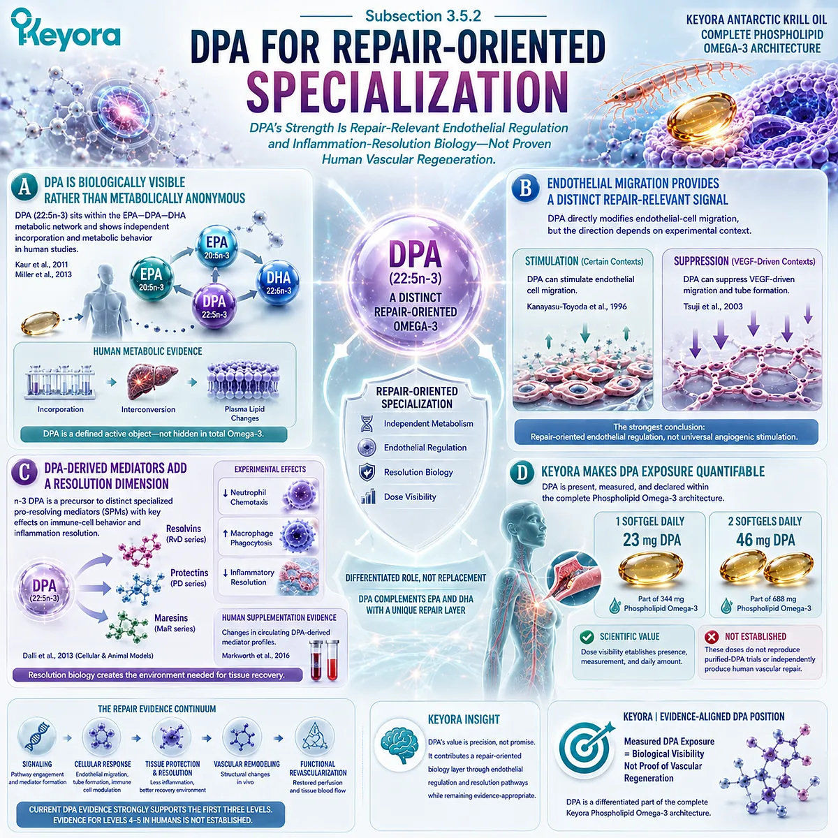DPA supports repair-oriented endothelial migration and pro-resolving mediator biology within Keyora Phospholipid Omega-3, with measurable 23 mg or 46 mg daily exposure. DPA supports repair-oriented endothelial migration and pro-resolving mediator biology within Keyora Phospholipid Omega-3, with measurable 23 mg or 46 mg daily exposure.
