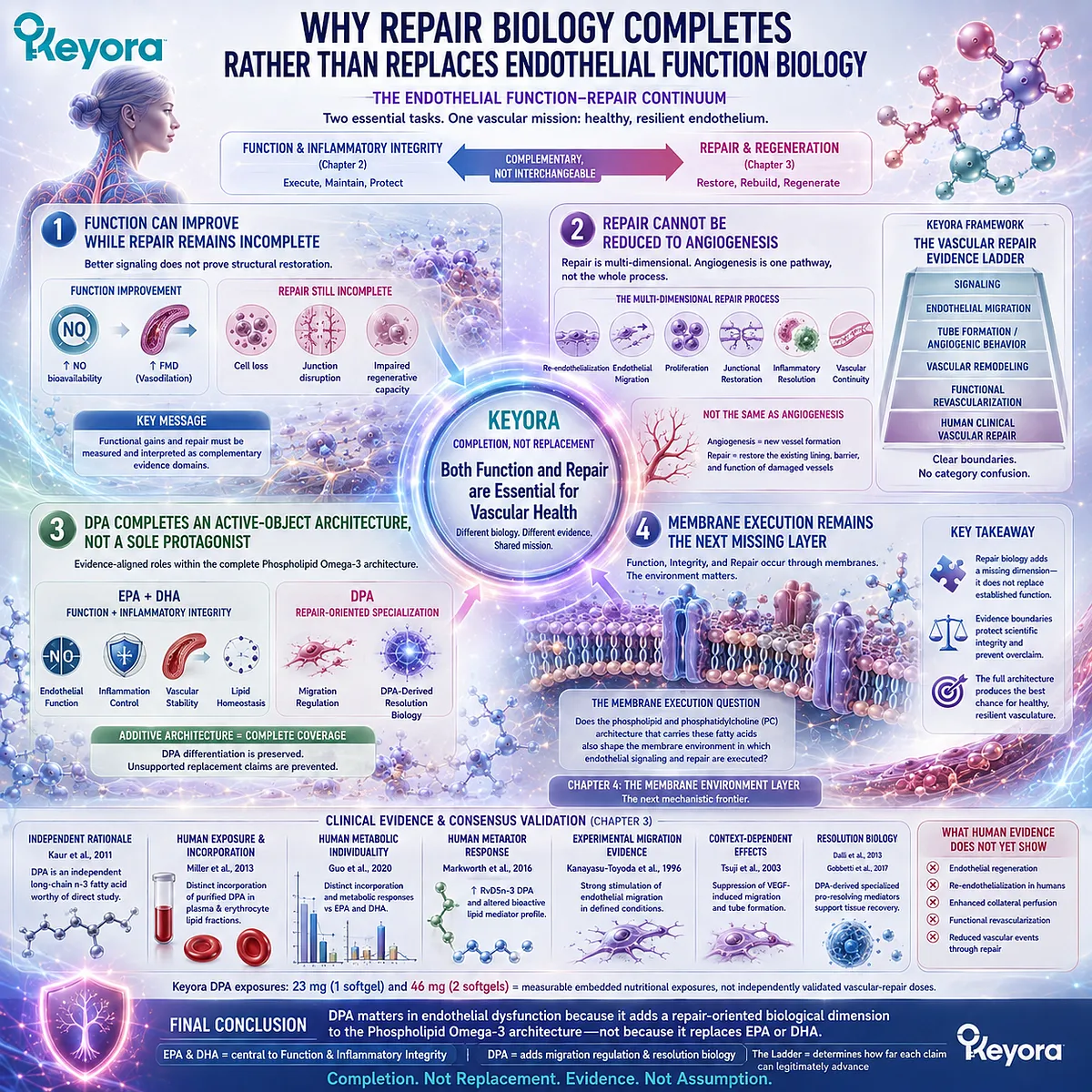 Endothelial function, inflammatory integrity and repair form complementary vascular tasks, integrating EPA, DHA and DPA in Keyora The Endothelial Function-Repair Continuum. Endothelial function, inflammatory integrity and repair form complementary vascular tasks, integrating EPA, DHA and DPA in Keyora The Endothelial Function-Repair Continuum.