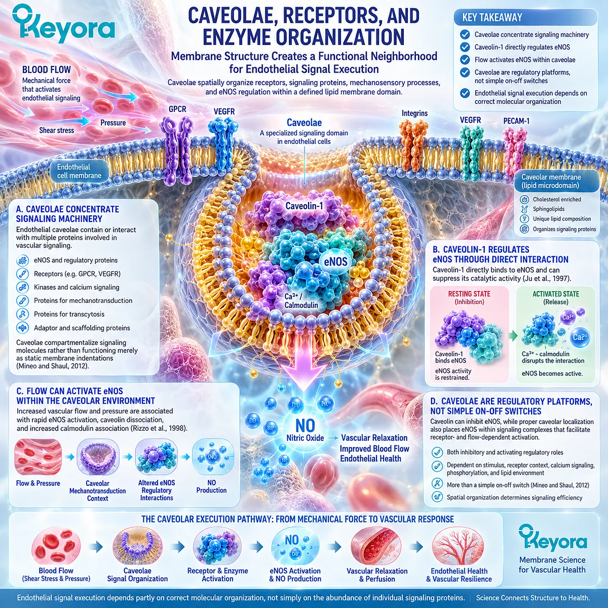 Caveolae organize endothelial eNOS/NO signaling through caveolin-1 and calcium-calmodulin control, defining spatial regulation in Keyora’s PC-Endothelial Membrane Execution Layer. Caveolae organize endothelial eNOS/NO signaling through caveolin-1 and calcium-calmodulin control, defining spatial regulation in Keyora’s PC-Endothelial Membrane Execution Layer.