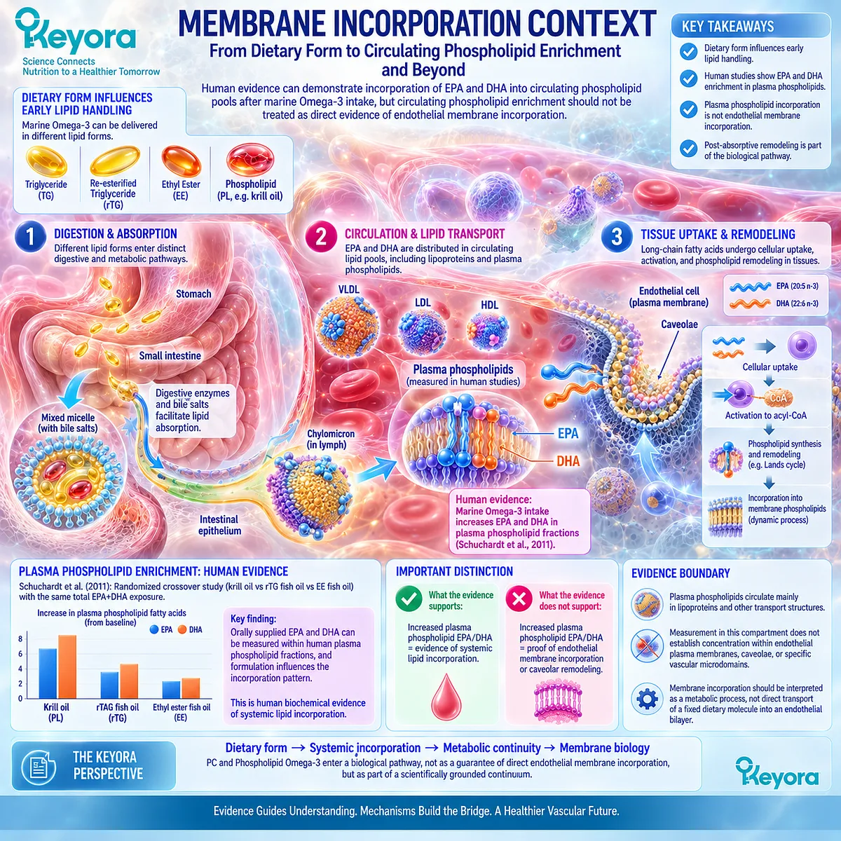 Phospholipid Omega-3 increases EPA/DHA in plasma phospholipid pools, mapping systemic incorporation without proving endothelial membranes in Keyora’s PC-Endothelial Membrane Execution Layer. Phospholipid Omega-3 increases EPA/DHA in plasma phospholipid pools, mapping systemic incorporation without proving endothelial membranes in Keyora’s PC-Endothelial Membrane Execution Layer.