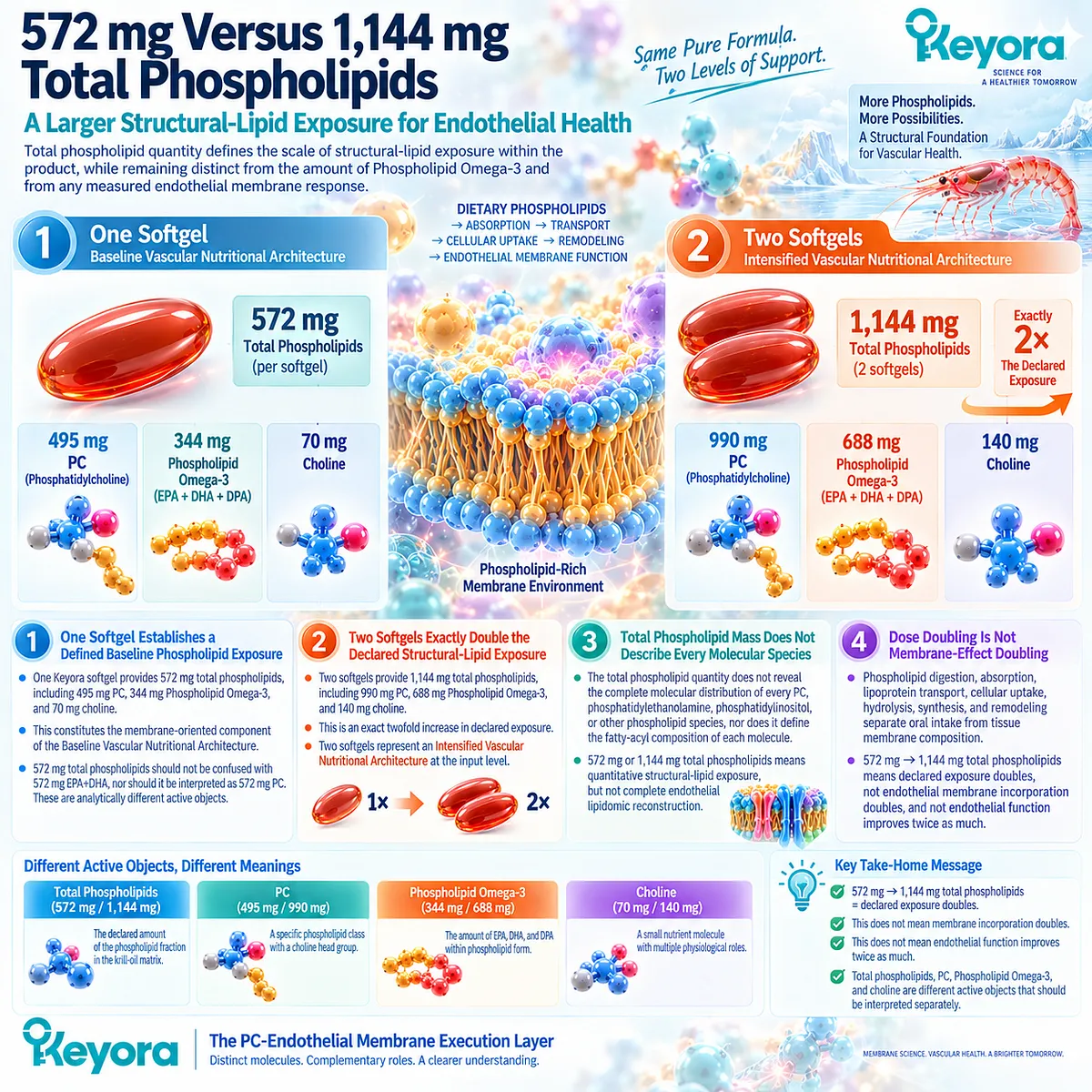 572 mg versus 1,144 mg total phospholipids defines baseline and intensified membrane-oriented exposure in Keyora’s Vascular Nutritional Architecture without implying doubled endothelial effects. 572 mg versus 1,144 mg total phospholipids defines baseline and intensified membrane-oriented exposure in Keyora’s Vascular Nutritional Architecture without implying doubled endothelial effects.