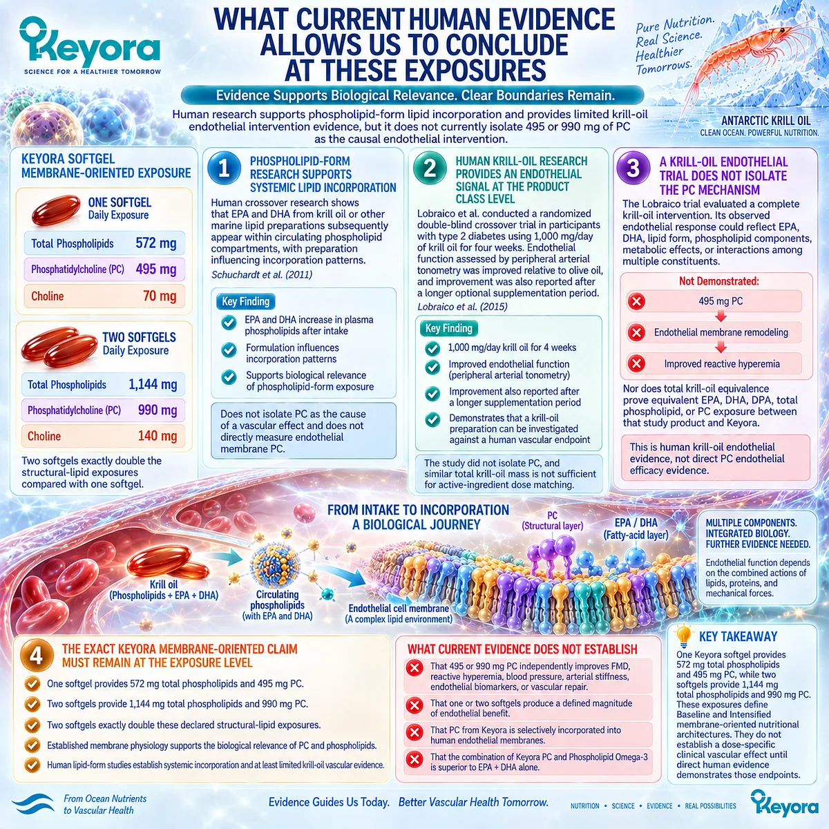 Krill oil supports systemic phospholipid incorporation and limited endothelial evidence, while Keyora maps 495/990 mg PC exposures without assigning dose-specific vascular efficacy. Krill oil supports systemic phospholipid incorporation and limited endothelial evidence, while Keyora maps 495/990 mg PC exposures without assigning dose-specific vascular efficacy.