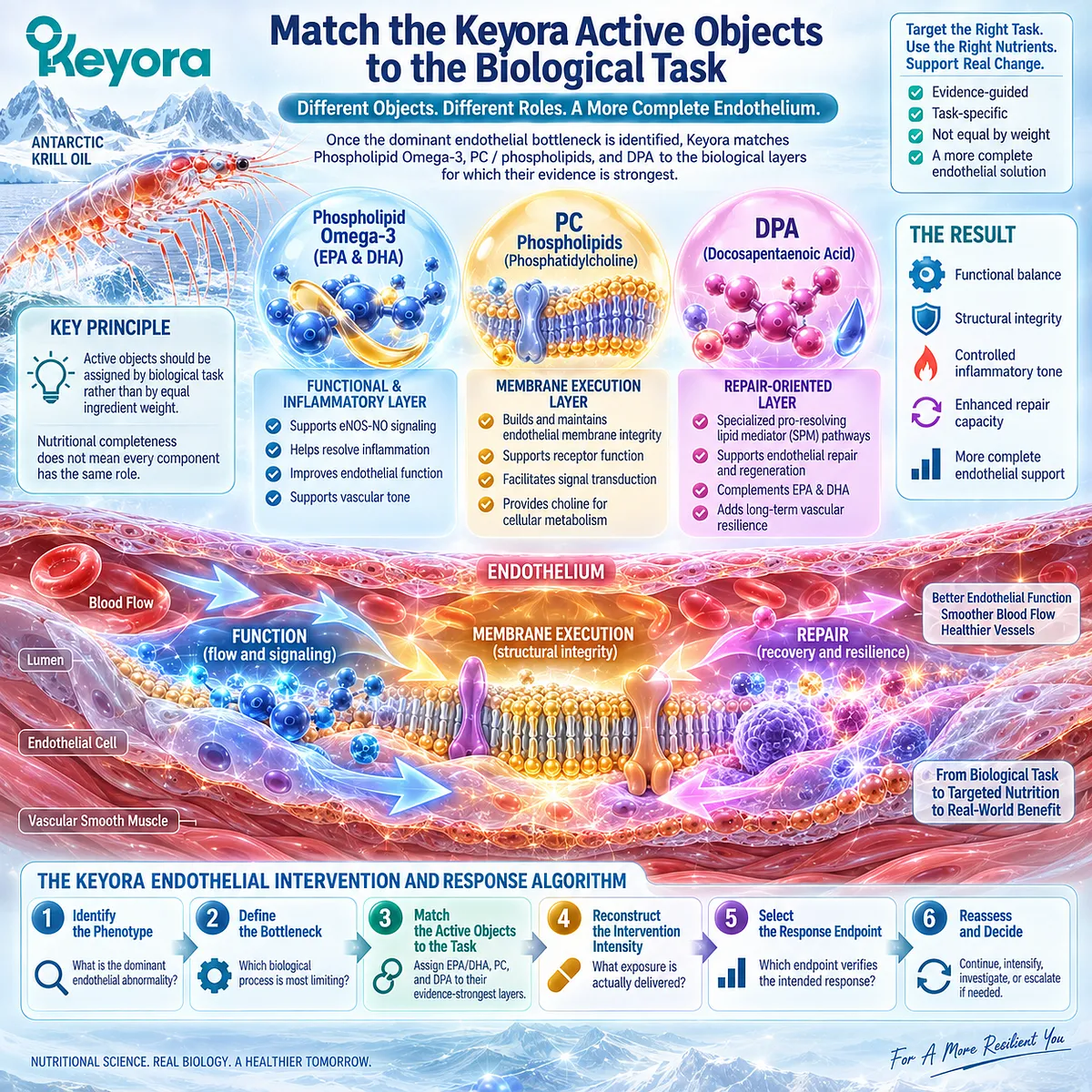 Phospholipid Omega-3, PC phospholipids and DPA map to endothelial function, membrane execution and repair tasks in Keyora’s Endothelial Intervention and Response Algorithm. Phospholipid Omega-3, PC phospholipids and DPA map to endothelial function, membrane execution and repair tasks in Keyora’s Endothelial Intervention and Response Algorithm.