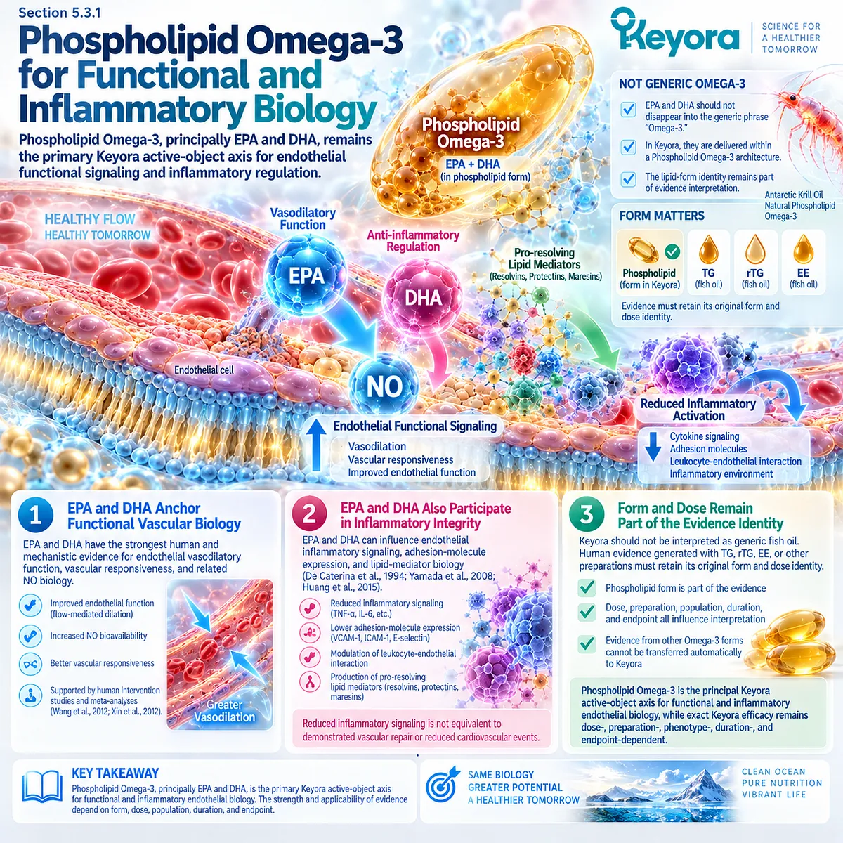 Phospholipid Omega-3 EPA and DHA support endothelial function, eNOS/NO signaling and inflammatory balance within Keyora’s Endothelial Intervention and Response Algorithm. Phospholipid Omega-3 EPA and DHA support endothelial function, eNOS/NO signaling and inflammatory balance within Keyora’s Endothelial Intervention and Response Algorithm.