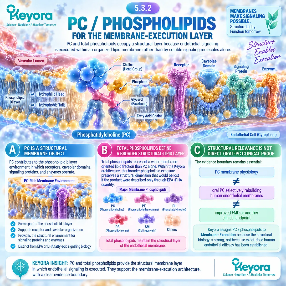 Phosphatidylcholine and phospholipids support endothelial membrane structure for receptors, caveolae and eNOS signaling within Keyora’s PC-Endothelial Membrane Execution Layer. Phosphatidylcholine and phospholipids support endothelial membrane structure for receptors, caveolae and eNOS signaling within Keyora’s PC-Endothelial Membrane Execution Layer.
