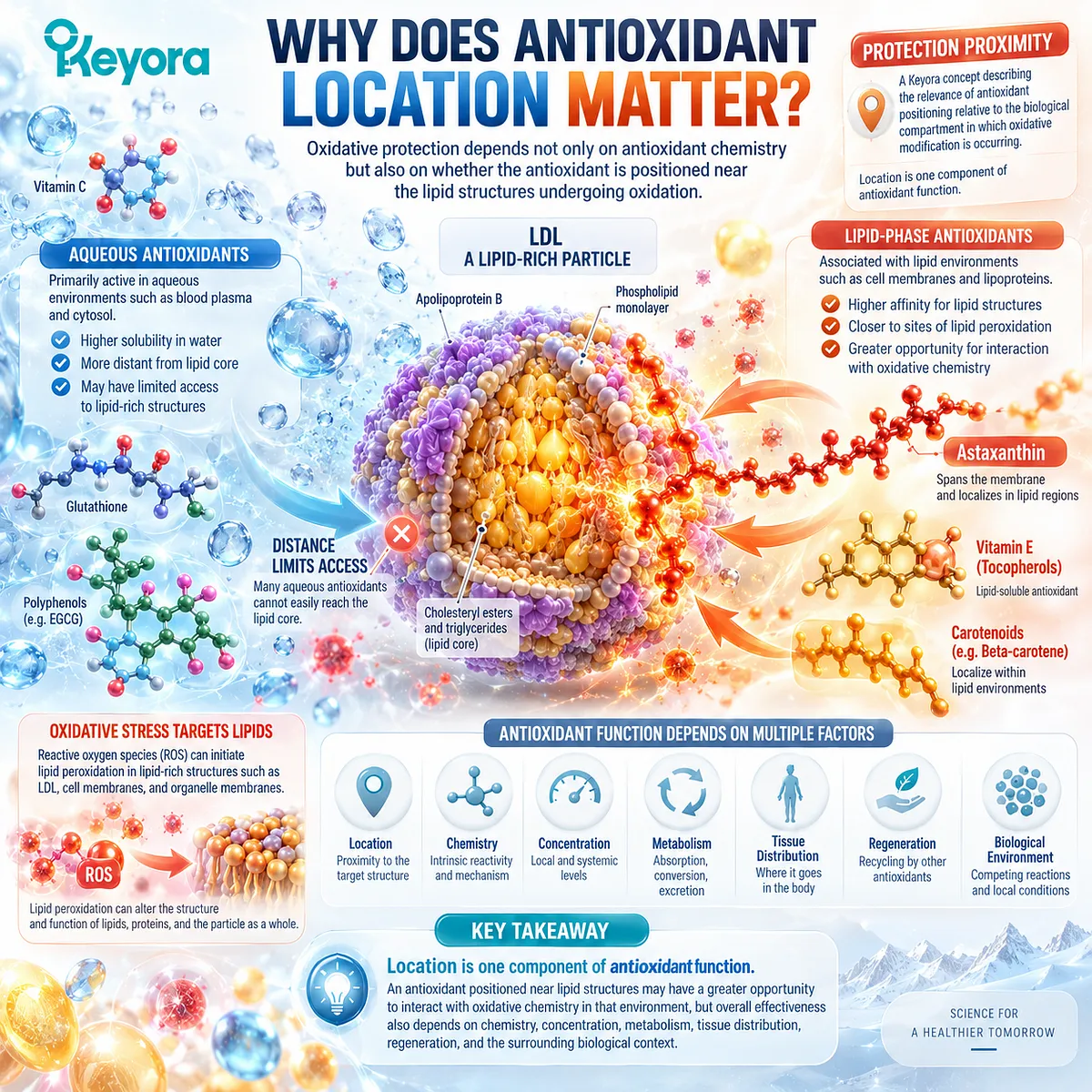 Lipid antioxidant support links astaxanthin localization near membrane and LDL lipid oxidation to Protection Proximity in the Keyora Lipid-Phase Antioxidant Architecture. Lipid antioxidant support links astaxanthin localization near membrane and LDL lipid oxidation to Protection Proximity in the Keyora Lipid-Phase Antioxidant Architecture.