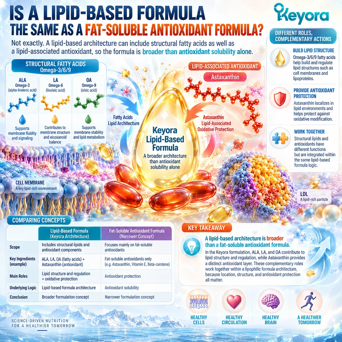 Lipid-based antioxidant support combines ALA, LA and OA for lipid architecture with astaxanthin for oxidative protection in the Keyora Lipid Structure-Protection Architecture. Lipid-based antioxidant support combines ALA, LA and OA for lipid architecture with astaxanthin for oxidative protection in the Keyora Lipid Structure-Protection Architecture.