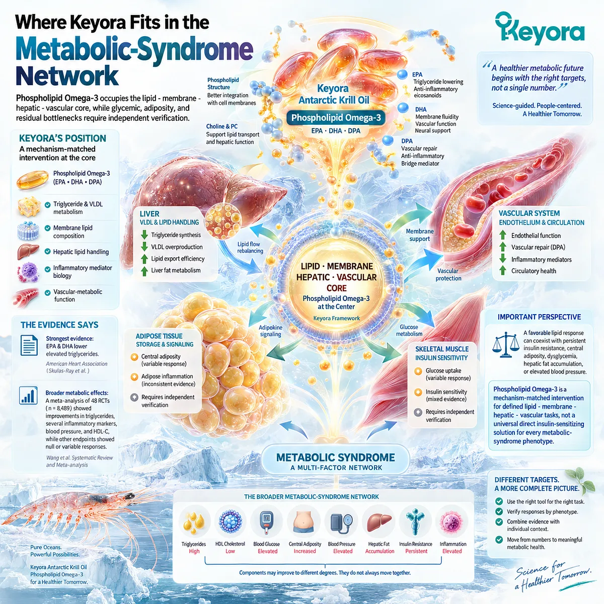 Metabolic syndrome support maps Phospholipid Omega-3 to triglyceride-VLDL metabolism, hepatic lipid handling and vascular function in the Keyora lipid-membrane-hepatic-vascular core. Metabolic syndrome support maps Phospholipid Omega-3 to triglyceride-VLDL metabolism, hepatic lipid handling and vascular function in the Keyora lipid-membrane-hepatic-vascular core.