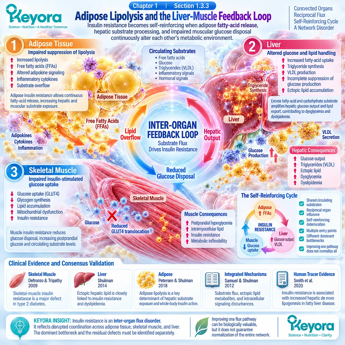 Insulin resistance couples adipose lipolysis, hepatic lipid-glucose flux and impaired muscle glucose disposal through Keyora’s Insulin-Glucose Execution Gate. Insulin resistance couples adipose lipolysis, hepatic lipid-glucose flux and impaired muscle glucose disposal through Keyora’s Insulin-Glucose Execution Gate.