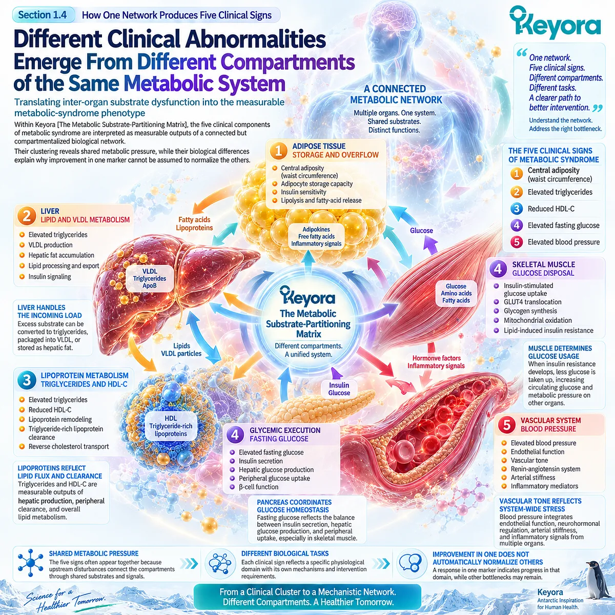 Metabolic syndrome links central adiposity, triglycerides, HDL-C, fasting glucose and blood pressure to distinct metabolic compartments in the Keyora Substrate-Partitioning Matrix. Metabolic syndrome links central adiposity, triglycerides, HDL-C, fasting glucose and blood pressure to distinct metabolic compartments in the Keyora Substrate-Partitioning Matrix.