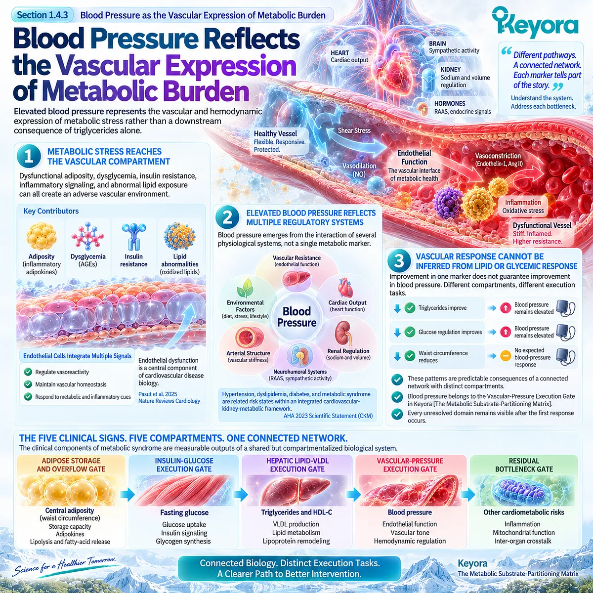 Blood pressure reflects vascular stress linked to insulin resistance, adiposity and endothelial dysfunction through Keyora’s Vascular-Pressure Execution Gate. Blood pressure reflects vascular stress linked to insulin resistance, adiposity and endothelial dysfunction through Keyora’s Vascular-Pressure Execution Gate.