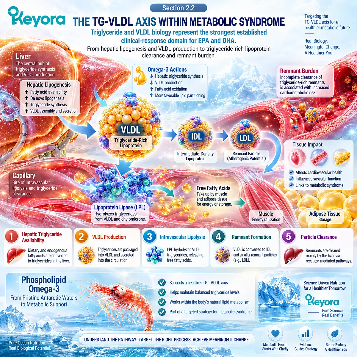 Phospholipid Omega-3 links EPA-DHA with hepatic TG-VLDL production and triglyceride-rich lipoprotein clearance in Keyora Metabolic Substrate-Partitioning Matrix. Phospholipid Omega-3 links EPA-DHA with hepatic TG-VLDL production and triglyceride-rich lipoprotein clearance in Keyora Metabolic Substrate-Partitioning Matrix.