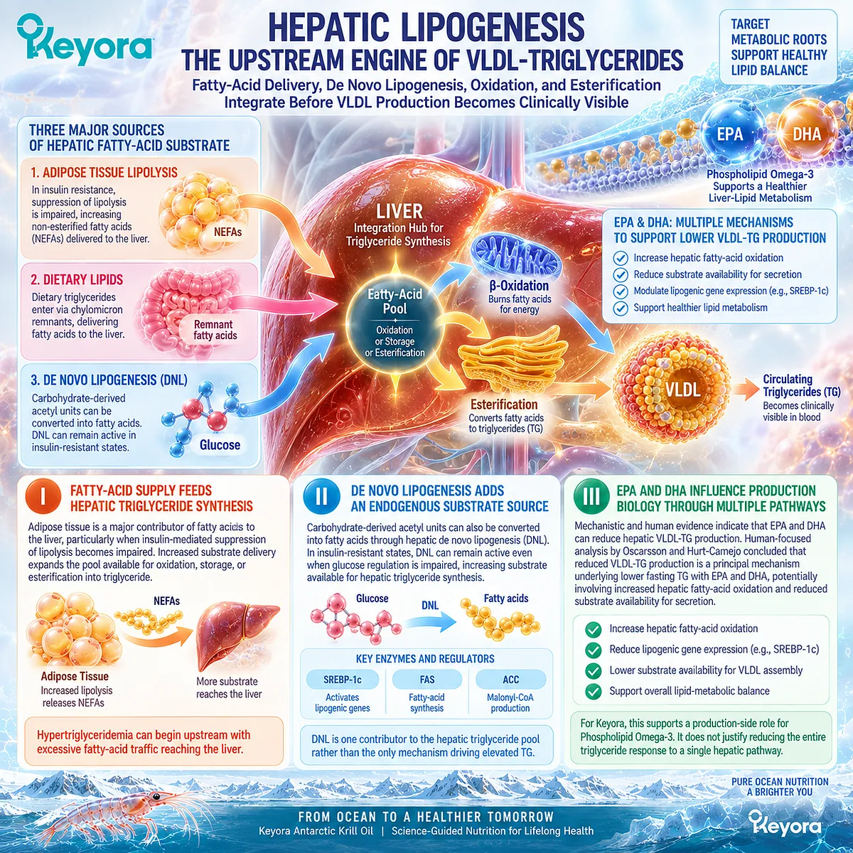 Phospholipid Omega-3 links EPA-DHA with hepatic fatty-acid oxidation and lower VLDL-TG production, framing triglyceride support within the Keyora Matrix. Phospholipid Omega-3 links EPA-DHA with hepatic fatty-acid oxidation and lower VLDL-TG production, framing triglyceride support within the Keyora Matrix.