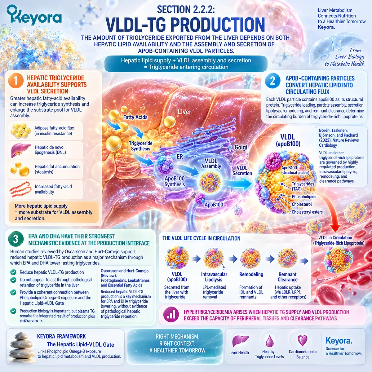 Phospholipid Omega-3 links EPA-DHA with hepatic VLDL-TG production and apoB100 lipid export, supporting triglyceride metabolism at Keyora’s Hepatic Lipid-VLDL Gate. Phospholipid Omega-3 links EPA-DHA with hepatic VLDL-TG production and apoB100 lipid export, supporting triglyceride metabolism at Keyora’s Hepatic Lipid-VLDL Gate.