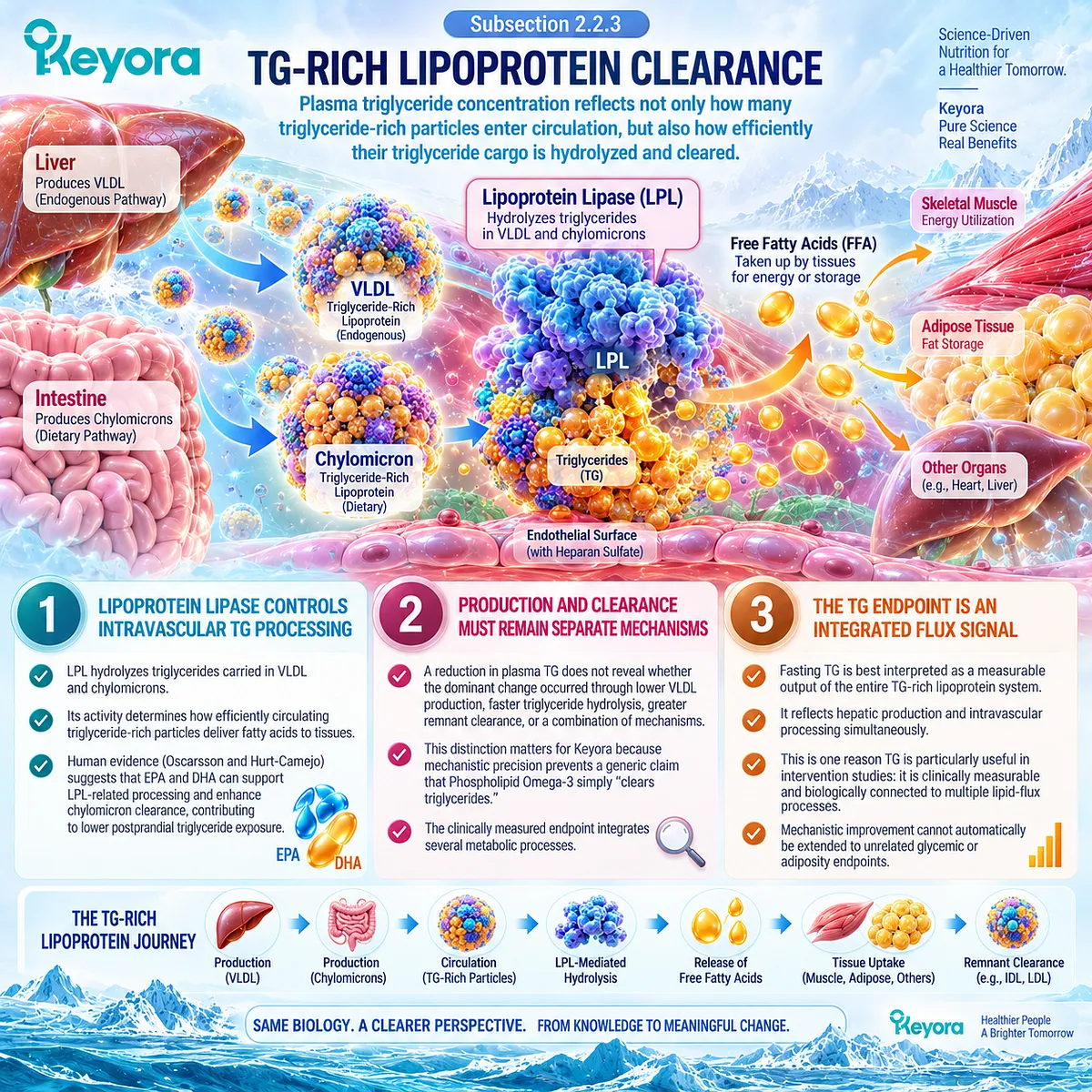 Phospholipid Omega-3 links EPA-DHA with LPL-mediated TG-rich lipoprotein processing, framing triglyceride clearance as integrated flux in the Keyora Matrix. Phospholipid Omega-3 links EPA-DHA with LPL-mediated TG-rich lipoprotein processing, framing triglyceride clearance as integrated flux in the Keyora Matrix.