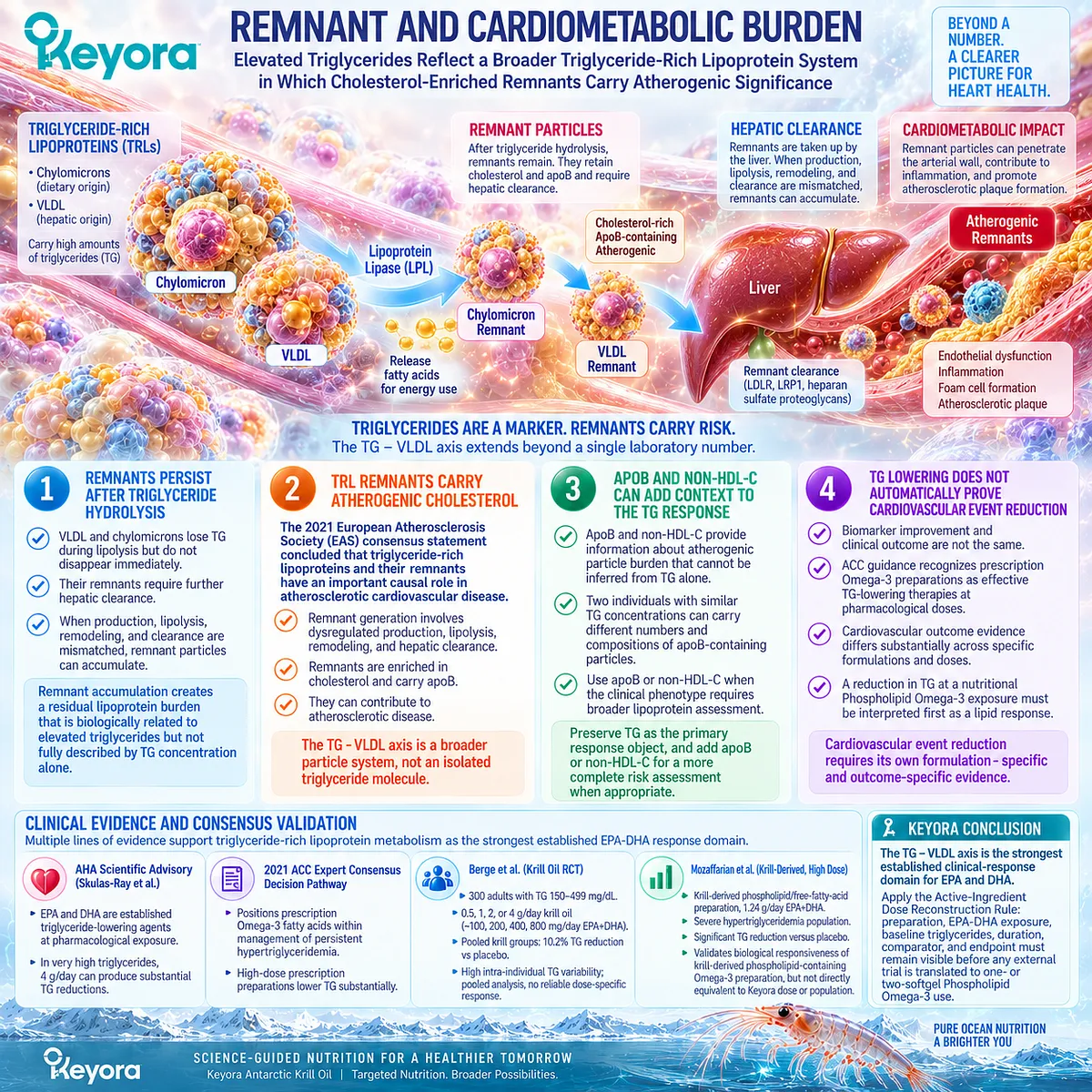 Phospholipid Omega-3 links EPA-DHA with TG-VLDL and remnant lipoprotein metabolism, framing apoB cardiometabolic burden through the Keyora Response Map. Phospholipid Omega-3 links EPA-DHA with TG-VLDL and remnant lipoprotein metabolism, framing apoB cardiometabolic burden through the Keyora Response Map.