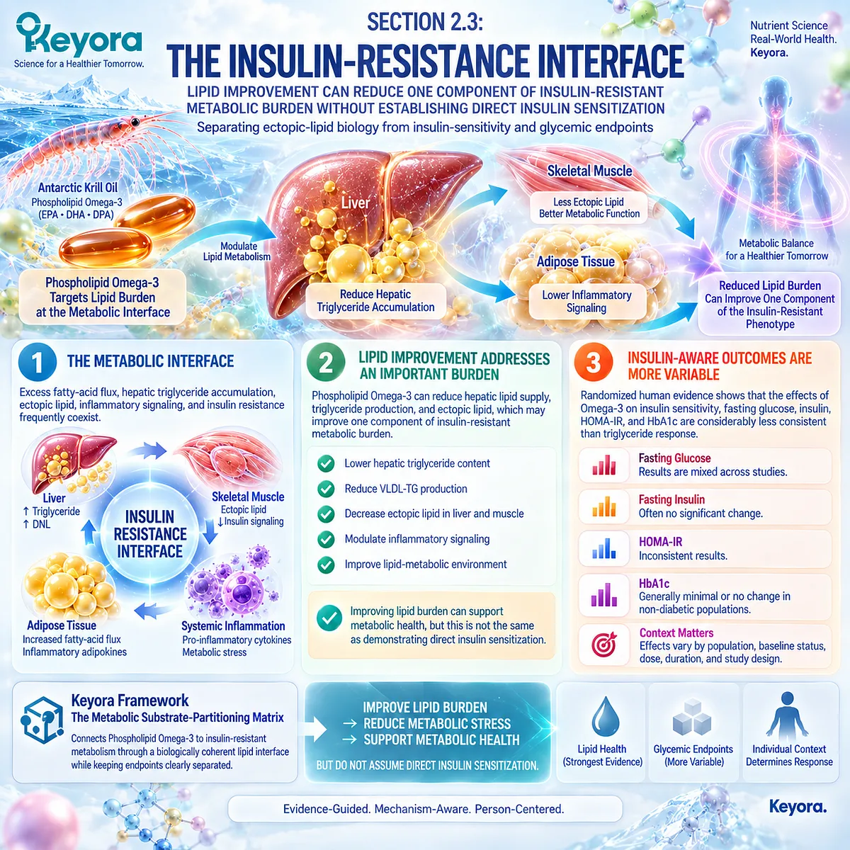Phospholipid Omega-3 links lipid burden and ectopic-fat biology with insulin resistance, while Keyora separates TG response from direct insulin-sensitivity claims. Phospholipid Omega-3 links lipid burden and ectopic-fat biology with insulin resistance, while Keyora separates TG response from direct insulin-sensitivity claims.