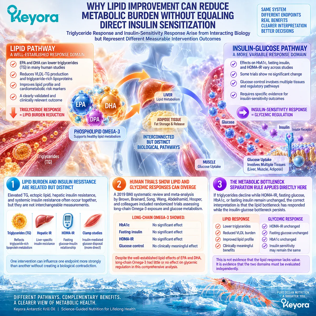 Phospholipid Omega-3 may support triglyceride metabolism without changing HOMA-IR or glucose control, as Keyora separates lipid and insulin-response bottlenecks. Phospholipid Omega-3 may support triglyceride metabolism without changing HOMA-IR or glucose control, as Keyora separates lipid and insulin-response bottlenecks.
