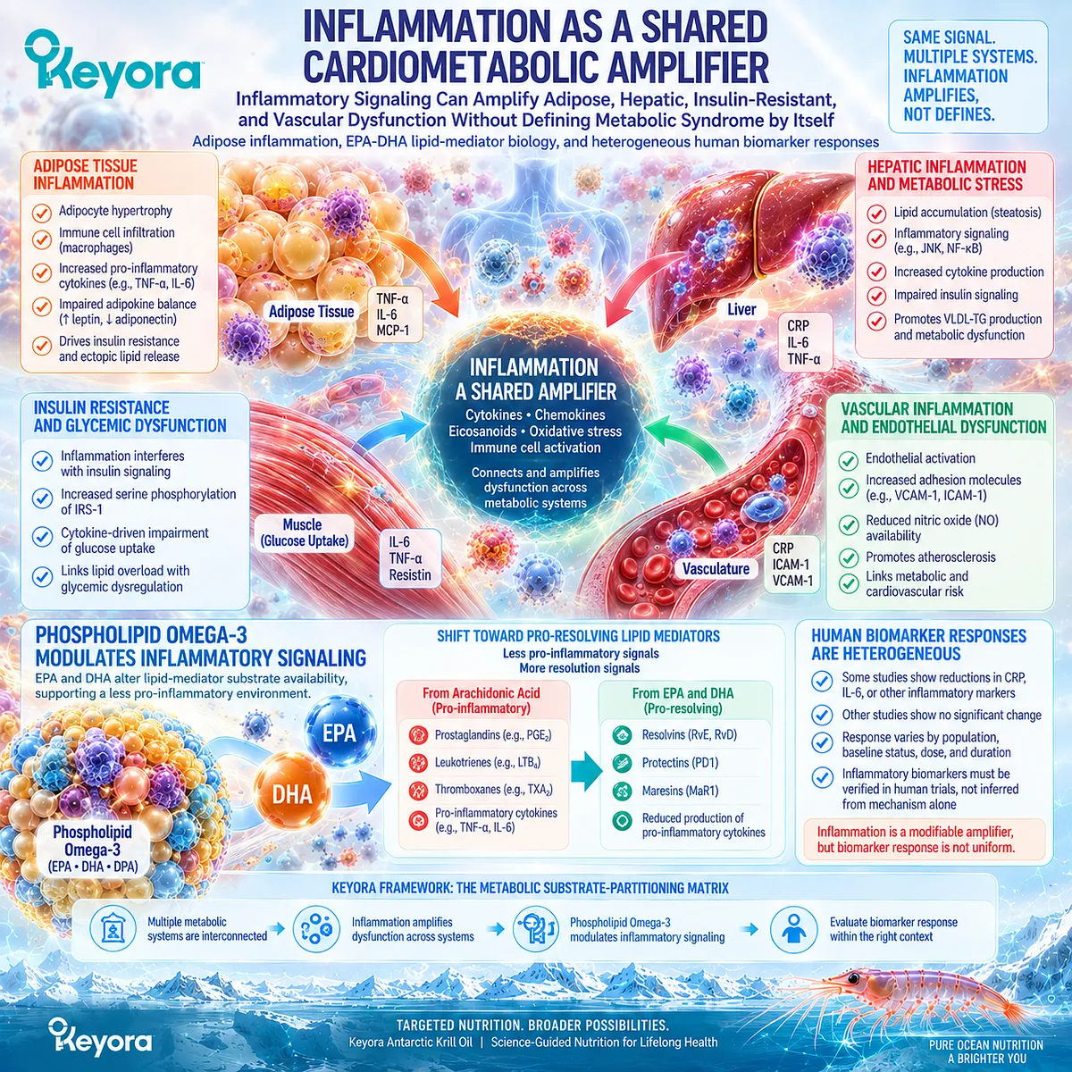 Phospholipid Omega-3 links EPA-DHA lipid-mediator biology with adipose, hepatic and vascular inflammatory balance in Keyora Metabolic Substrate-Partitioning Matrix. Phospholipid Omega-3 links EPA-DHA lipid-mediator biology with adipose, hepatic and vascular inflammatory balance in Keyora Metabolic Substrate-Partitioning Matrix.