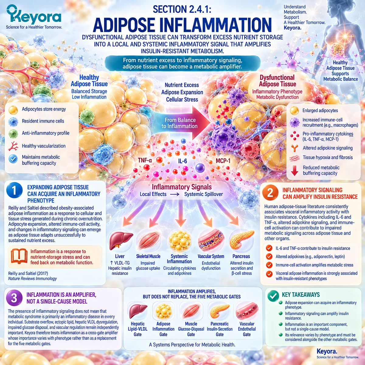 Adipose inflammation links nutrient excess, IL-6 and TNF-α signaling with insulin-resistant metabolic stress, framed by Keyora as a cross-gate amplifier. Adipose inflammation links nutrient excess, IL-6 and TNF-α signaling with insulin-resistant metabolic stress, framed by Keyora as a cross-gate amplifier.