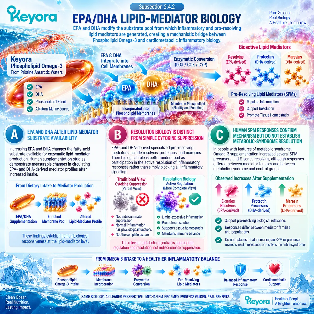 Phospholipid Omega-3 supplies EPA-DHA for resolvin, protectin and maresin lipid-mediator pathways, supporting inflammatory resolution biology in the Keyora Matrix. Phospholipid Omega-3 supplies EPA-DHA for resolvin, protectin and maresin lipid-mediator pathways, supporting inflammatory resolution biology in the Keyora Matrix.