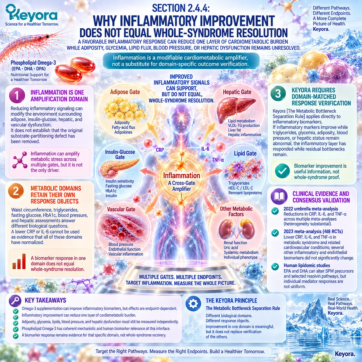 Phospholipid Omega-3 may support CRP, IL-6 and TNF-α balance, while Keyora separates inflammatory response from whole metabolic syndrome resolution. Phospholipid Omega-3 may support CRP, IL-6 and TNF-α balance, while Keyora separates inflammatory response from whole metabolic syndrome resolution.