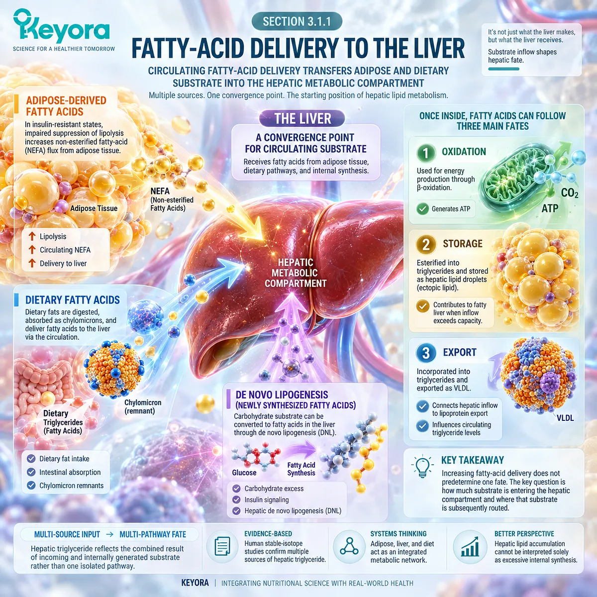 Insulin resistance increases adipose fatty-acid delivery to the liver, expanding substrate for oxidation, triglyceride storage, or VLDL export in Keyora’s routing matrix. Insulin resistance increases adipose fatty-acid delivery to the liver, expanding substrate for oxidation, triglyceride storage, or VLDL export in Keyora’s routing matrix.