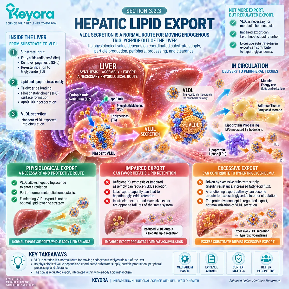 Regulated VLDL export routes hepatic triglyceride into circulation, balancing liver lipid retention against hypertriglyceridemia within Keyora’s Hepatic Lipid-VLDL Gate. Regulated VLDL export routes hepatic triglyceride into circulation, balancing liver lipid retention against hypertriglyceridemia within Keyora’s Hepatic Lipid-VLDL Gate.