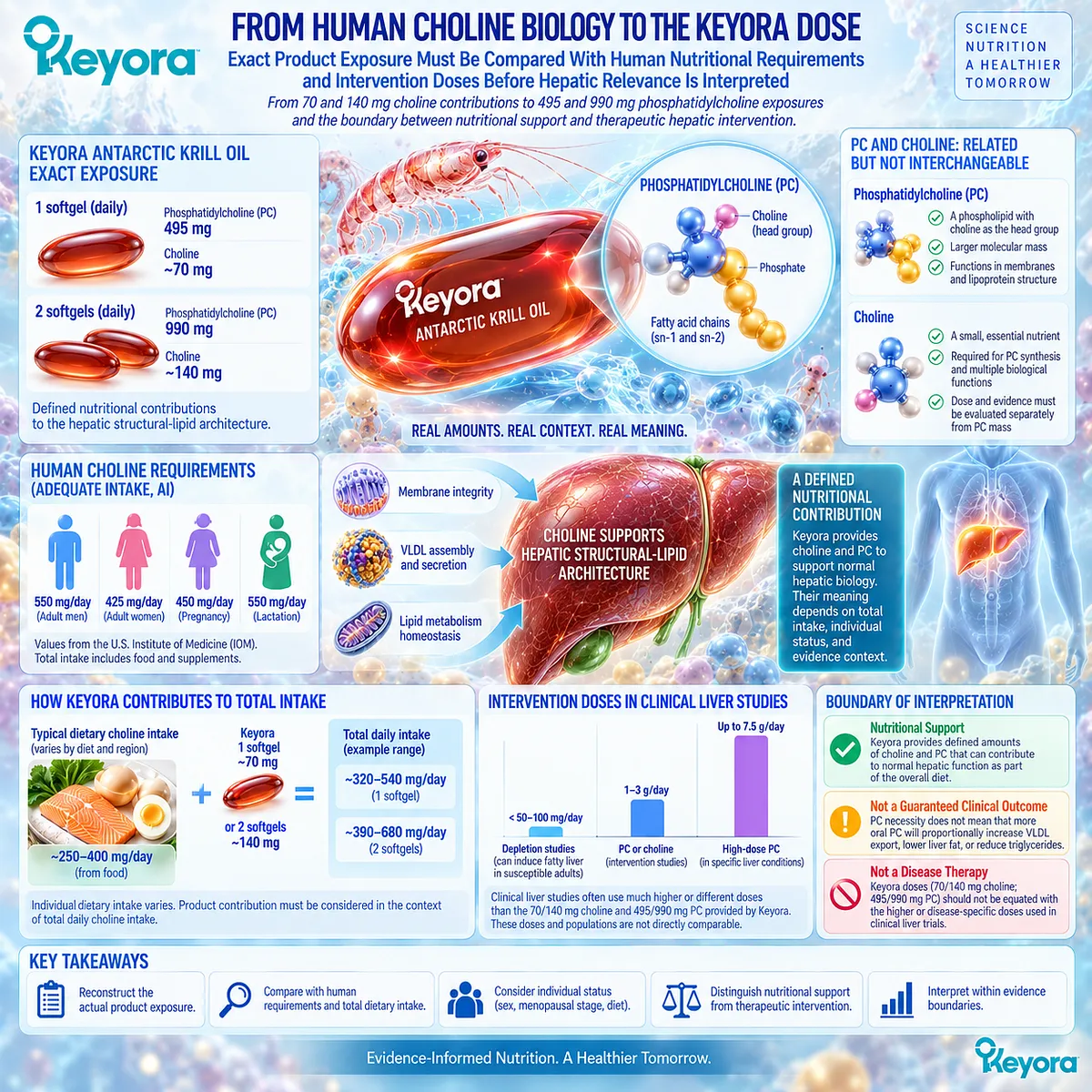 Keyora provides 70–140 mg choline and 495–990 mg phosphatidylcholine, requiring dose-matched interpretation for hepatic nutrition within the Hepatic Lipid-VLDL Gate. Keyora provides 70–140 mg choline and 495–990 mg phosphatidylcholine, requiring dose-matched interpretation for hepatic nutrition within the Hepatic Lipid-VLDL Gate.