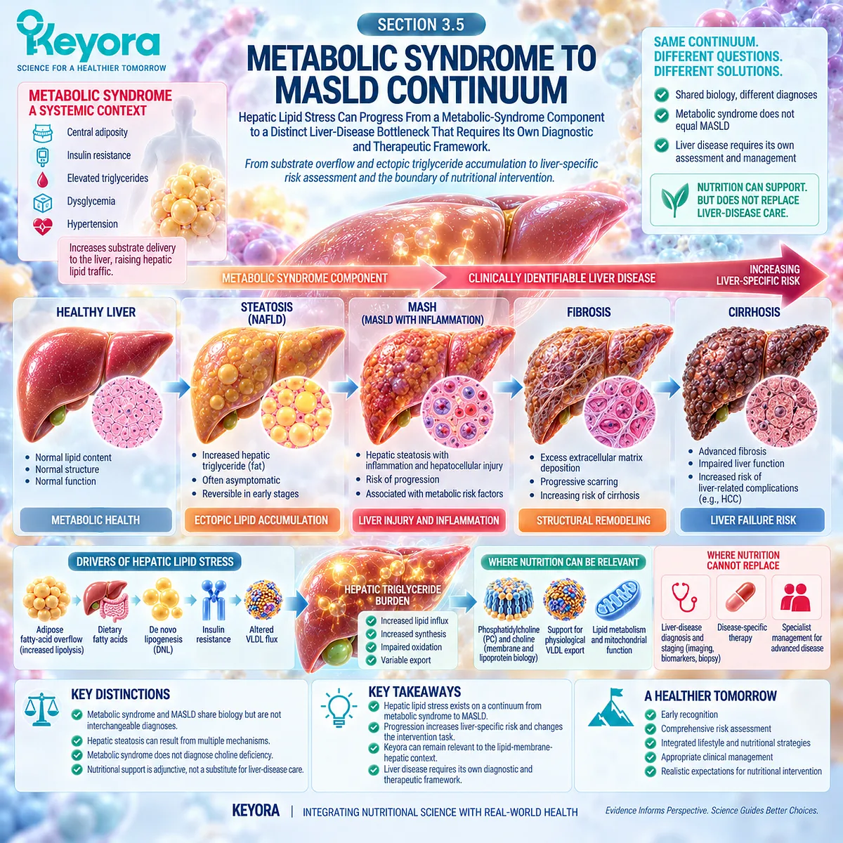 Metabolic syndrome can increase hepatic lipid stress through fatty-acid overflow, DNL, and insulin resistance, framing the MASLD boundary in Keyora’s Hepatic Lipid-VLDL Gate. Metabolic syndrome can increase hepatic lipid stress through fatty-acid overflow, DNL, and insulin resistance, framing the MASLD boundary in Keyora’s Hepatic Lipid-VLDL Gate.