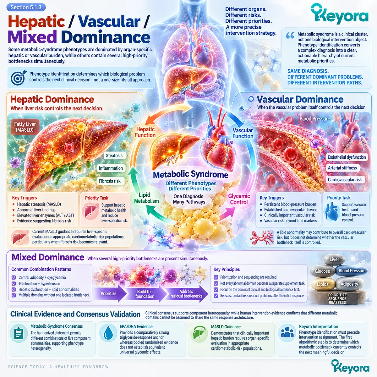 Hepatic, vascular and mixed metabolic syndrome phenotypes require liver, blood pressure and multi-domain risk prioritization in the Keyora Dominant Metabolic Phenotype framework. Hepatic, vascular and mixed metabolic syndrome phenotypes require liver, blood pressure and multi-domain risk prioritization in the Keyora Dominant Metabolic Phenotype framework.