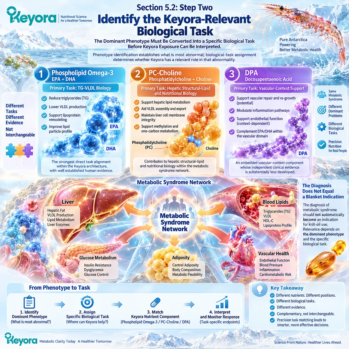 Phospholipid Omega-3 targets TG-VLDL biology while PC-choline supports hepatic lipid structure and DPA adds vascular context in the Keyora Biological-Task Matching framework. Phospholipid Omega-3 targets TG-VLDL biology while PC-choline supports hepatic lipid structure and DPA adds vascular context in the Keyora Biological-Task Matching framework.