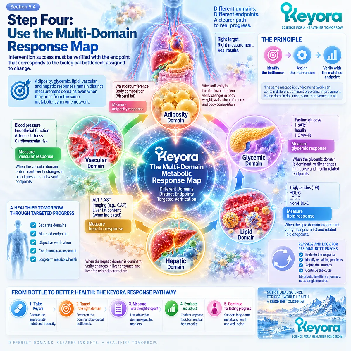 Metabolic syndrome response tracking separates adiposity, glycemic, lipid, vascular and hepatic endpoints to verify targeted change in the Keyora Multi-Domain Metabolic Response Map. Metabolic syndrome response tracking separates adiposity, glycemic, lipid, vascular and hepatic endpoints to verify targeted change in the Keyora Multi-Domain Metabolic Response Map.