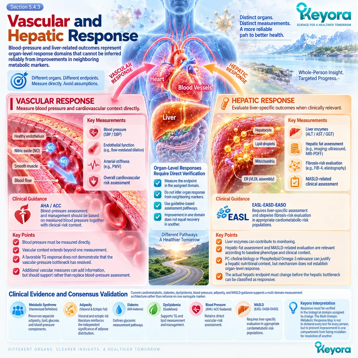 Blood pressure and liver-specific markers verify vascular and hepatic response independently from TG or glucose change in the Keyora Multi-Domain Metabolic Response Map. Blood pressure and liver-specific markers verify vascular and hepatic response independently from TG or glucose change in the Keyora Multi-Domain Metabolic Response Map.