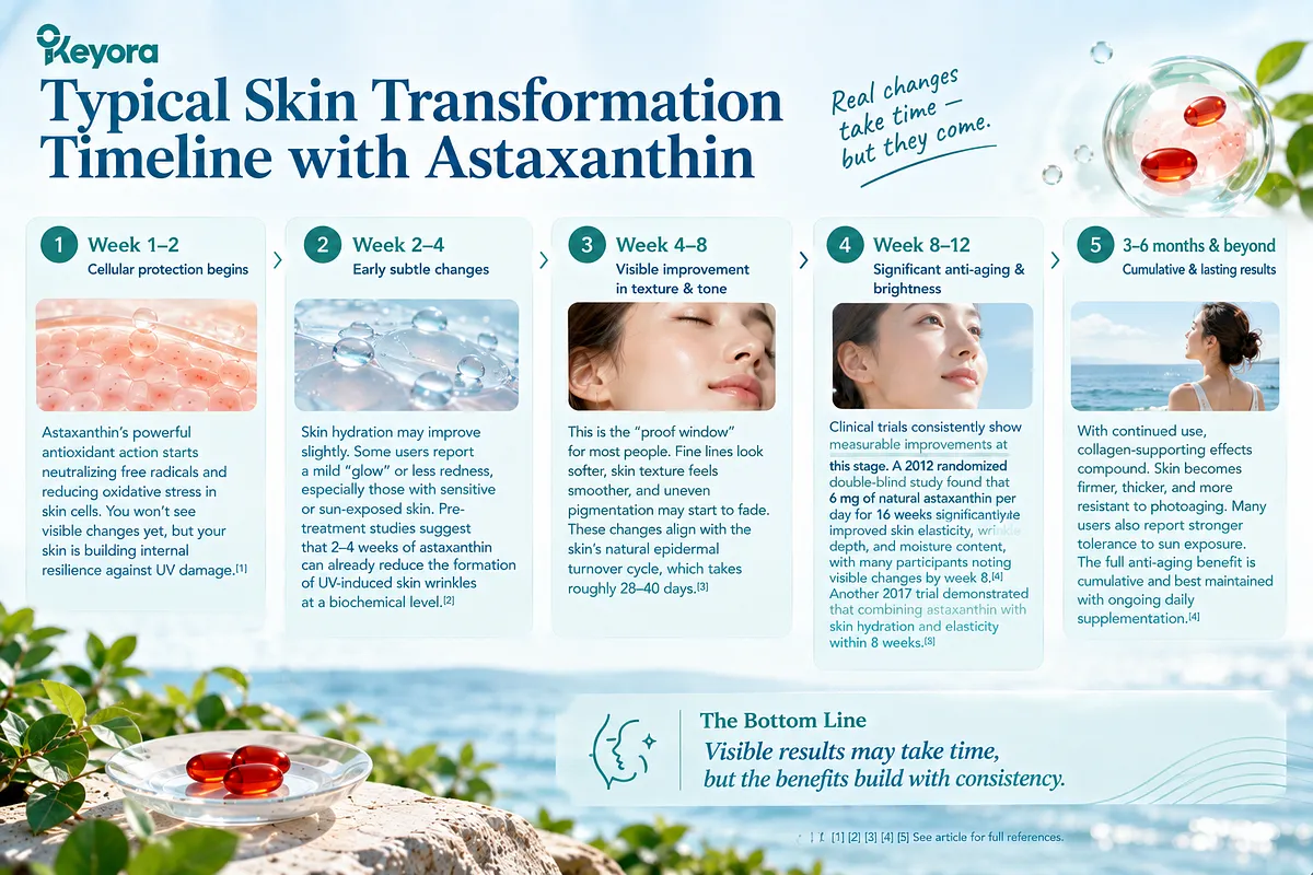 KEYORA clinical timeline guide titled "Typical Skin Transformation Timeline with Astaxanthin", mapping five progressive stages: Week 1–2 (cellular protection against UV-induced free radicals), Week 2–4 (early hydration improvements and skin glow), Week 4–8 (smoothing texture and fading uneven pigmentation over the 28–40 day epidermal turnover cycle), Week 8–12 (significant anti-aging, wrinkle depth reduction, and elasticity supported by 2012 and 2017 double-blind trials), and 3–6 months and beyond (cumulative photoaging resistance and firmer skin). KEYORA clinical timeline guide titled "Typical Skin Transformation Timeline with Astaxanthin", mapping five progressive stages: Week 1–2 (cellular protection against UV-induced free radicals), Week 2–4 (early hydration improvements and skin glow), Week 4–8 (smoothing texture and fading uneven pigmentation over the 28–40 day epidermal turnover cycle), Week 8–12 (significant anti-aging, wrinkle depth reduction, and elasticity supported by 2012 and 2017 double-blind trials), and 3–6 months and beyond (cumulative photoaging resistance and firmer skin).