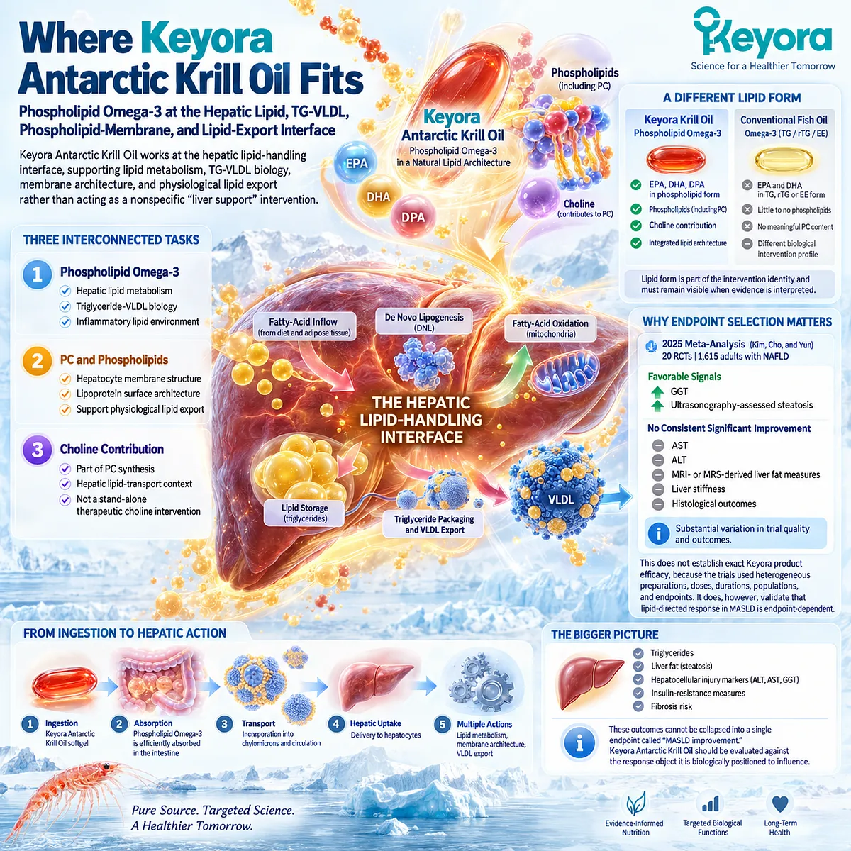 Phospholipid Omega-3 supports hepatic lipid handling, TG-VLDL biology, membranes, and lipid export in the Keyora Antarctic Krill Oil intervention architecture. Phospholipid Omega-3 supports hepatic lipid handling, TG-VLDL biology, membranes, and lipid export in the Keyora Antarctic Krill Oil intervention architecture.