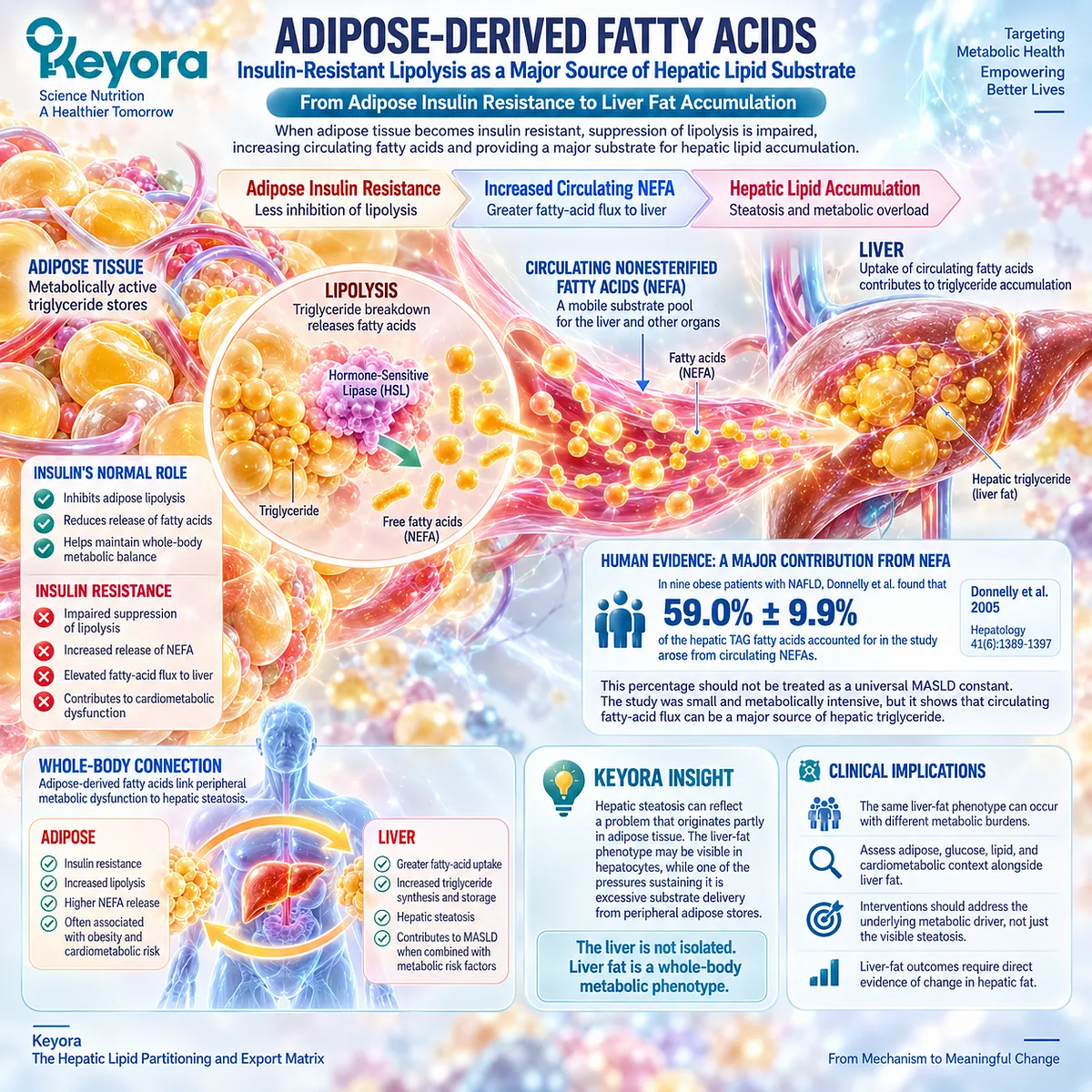 Adipose insulin resistance increases NEFA lipolysis and hepatic fatty-acid delivery, linking systemic metabolism to MASLD liver fat in Keyora Hepatic Lipid Partitioning and Export Matrix. Adipose insulin resistance increases NEFA lipolysis and hepatic fatty-acid delivery, linking systemic metabolism to MASLD liver fat in Keyora Hepatic Lipid Partitioning and Export Matrix.
