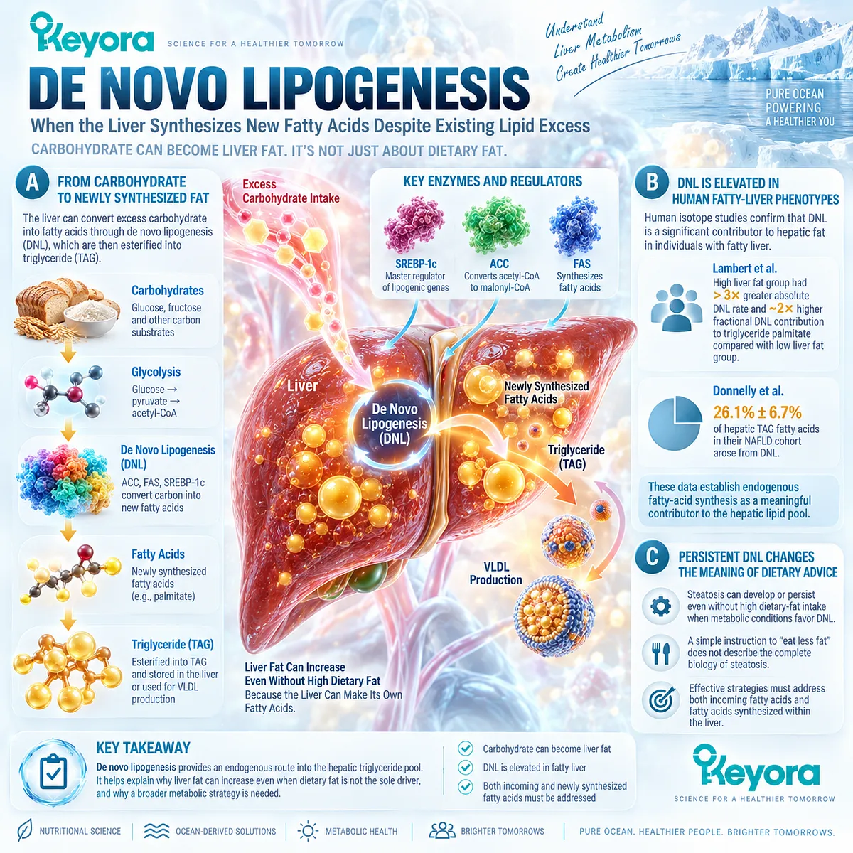 De novo lipogenesis converts carbohydrate substrate into hepatic fatty acids and triglyceride, sustaining MASLD liver fat within Keyora Hepatic Lipid Partitioning and Export Matrix. De novo lipogenesis converts carbohydrate substrate into hepatic fatty acids and triglyceride, sustaining MASLD liver fat within Keyora Hepatic Lipid Partitioning and Export Matrix.
