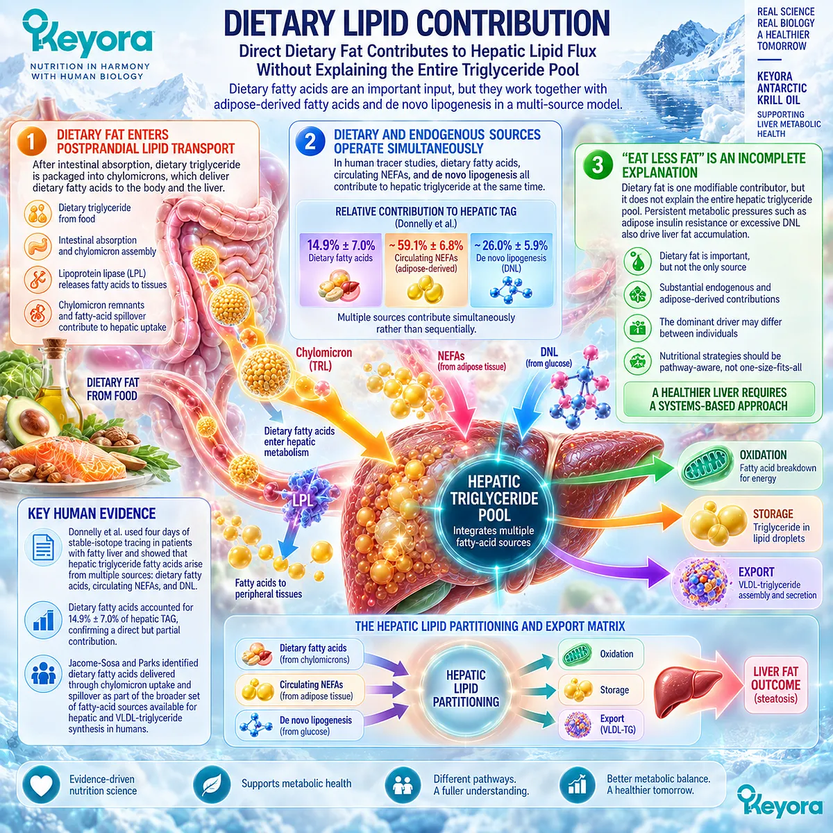 Dietary fat enters hepatic triglyceride flux through chylomicrons alongside NEFA and de novo lipogenesis, mapped by Keyora Hepatic Lipid Partitioning and Export Matrix. Dietary fat enters hepatic triglyceride flux through chylomicrons alongside NEFA and de novo lipogenesis, mapped by Keyora Hepatic Lipid Partitioning and Export Matrix.