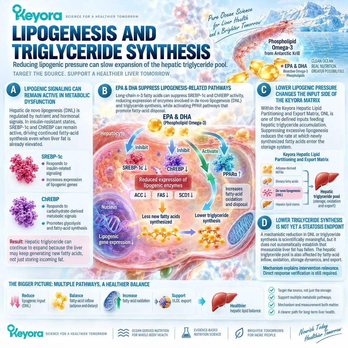 Phospholipid Omega-3 EPA and DHA can suppress SREBP-1c and ChREBP lipogenesis, reducing hepatic triglyceride input in Keyora Hepatic Lipid Partitioning and Export Matrix. Phospholipid Omega-3 EPA and DHA can suppress SREBP-1c and ChREBP lipogenesis, reducing hepatic triglyceride input in Keyora Hepatic Lipid Partitioning and Export Matrix.