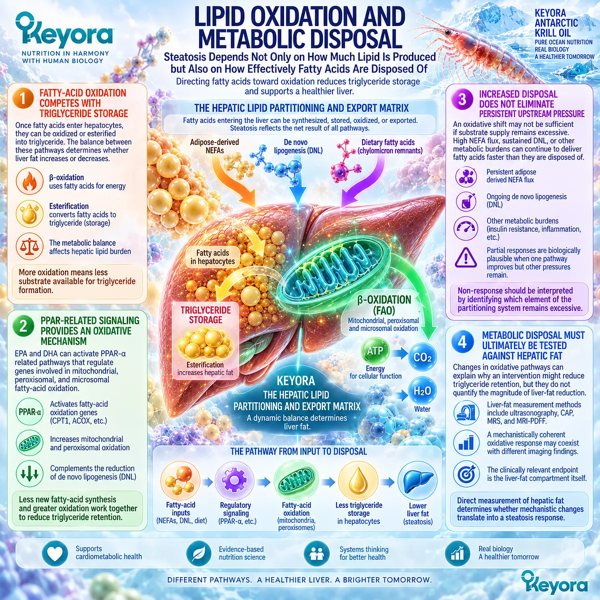 Phospholipid Omega-3 EPA and DHA support PPAR-α fatty-acid oxidation, shifting hepatic lipid from triglyceride storage toward disposal in Keyora Hepatic Lipid Partitioning and Export Matrix. Phospholipid Omega-3 EPA and DHA support PPAR-α fatty-acid oxidation, shifting hepatic lipid from triglyceride storage toward disposal in Keyora Hepatic Lipid Partitioning and Export Matrix.