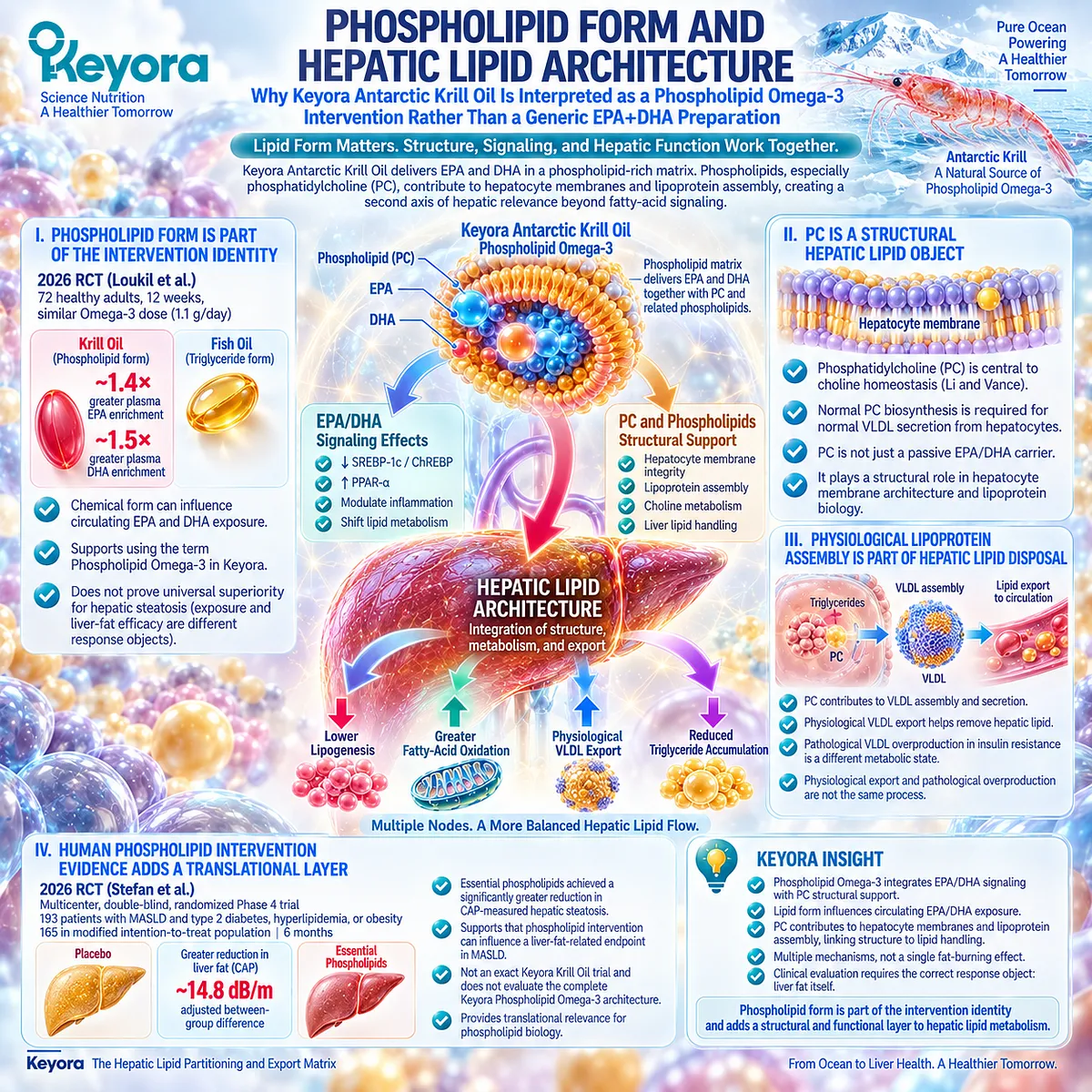Phospholipid Omega-3 combines EPA-DHA exposure with phosphatidylcholine membrane and VLDL architecture, defining Keyora Antarctic Krill Oil hepatic lipid support. Phospholipid Omega-3 combines EPA-DHA exposure with phosphatidylcholine membrane and VLDL architecture, defining Keyora Antarctic Krill Oil hepatic lipid support.