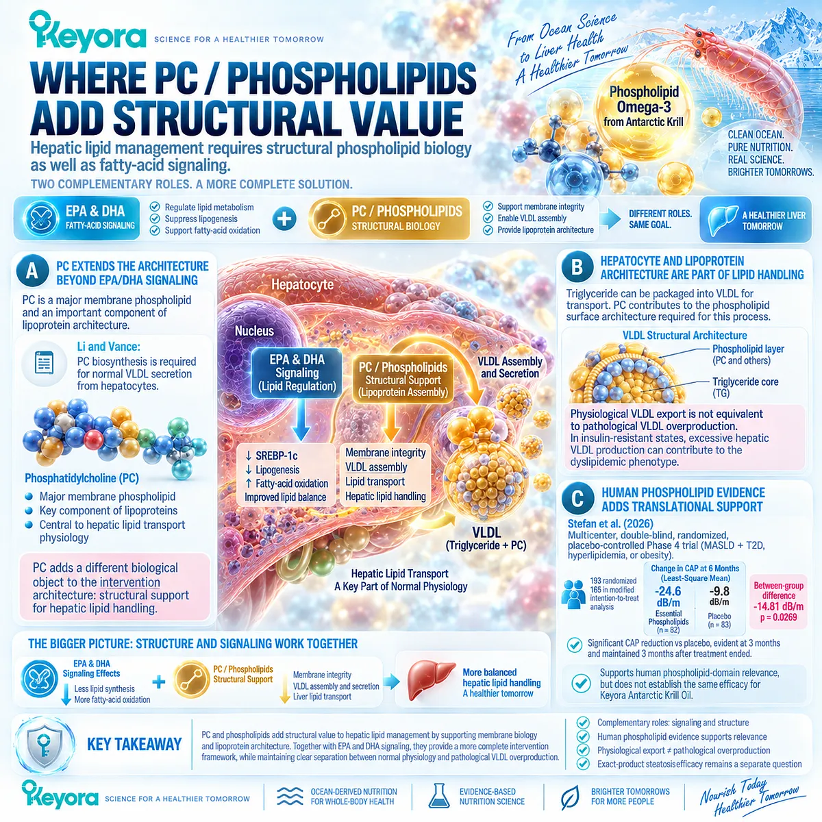 Phosphatidylcholine supports hepatocyte membranes and physiological VLDL assembly, adding structural lipid value to Phospholipid Omega-3 in Keyora hepatic lipid architecture. Phosphatidylcholine supports hepatocyte membranes and physiological VLDL assembly, adding structural lipid value to Phospholipid Omega-3 in Keyora hepatic lipid architecture.