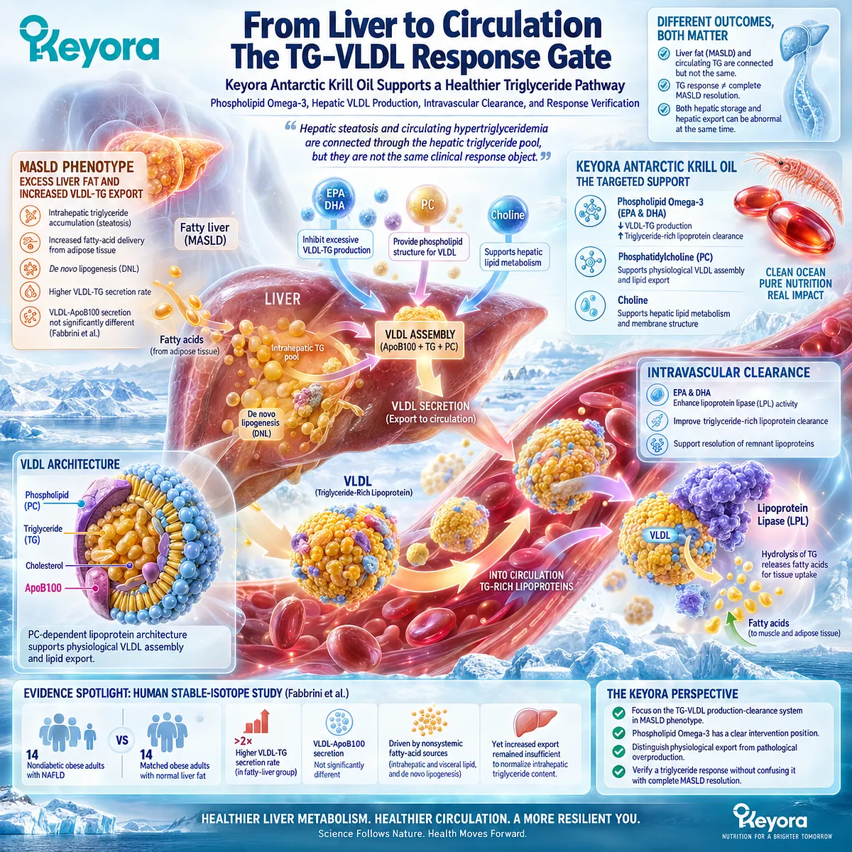 Triglyceride and MASLD response map linking Phospholipid Omega-3 to hepatic VLDL-TG production, lipoprotein clearance, and Keyora TG-VLDL Response Gate. Triglyceride and MASLD response map linking Phospholipid Omega-3 to hepatic VLDL-TG production, lipoprotein clearance, and Keyora TG-VLDL Response Gate.