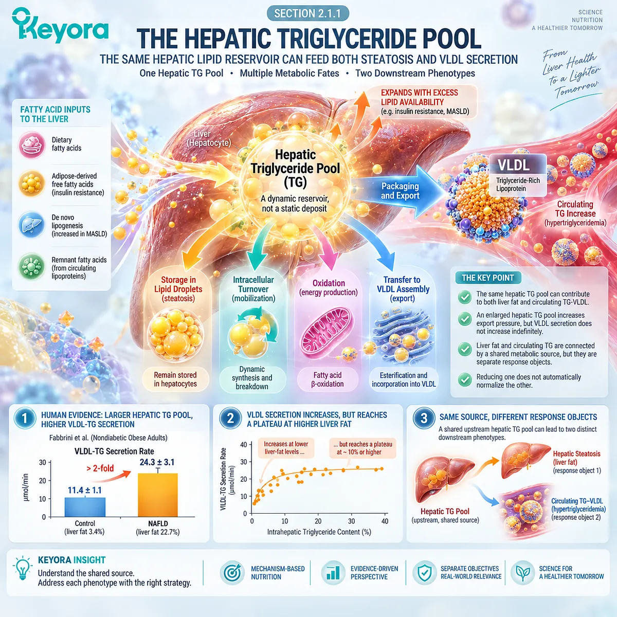 Hepatic triglyceride pool links fatty liver with VLDL-TG secretion through lipid storage and export, defining separate responses in the Keyora TG-VLDL Response Gate. Hepatic triglyceride pool links fatty liver with VLDL-TG secretion through lipid storage and export, defining separate responses in the Keyora TG-VLDL Response Gate.