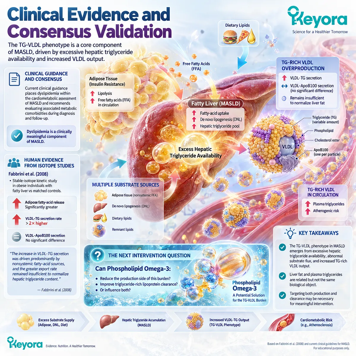 MASLD evidence links high triglycerides to fatty-acid flux and increased VLDL-TG secretion, validating the Keyora TG-VLDL framework for Phospholipid Omega-3 response. MASLD evidence links high triglycerides to fatty-acid flux and increased VLDL-TG secretion, validating the Keyora TG-VLDL framework for Phospholipid Omega-3 response.